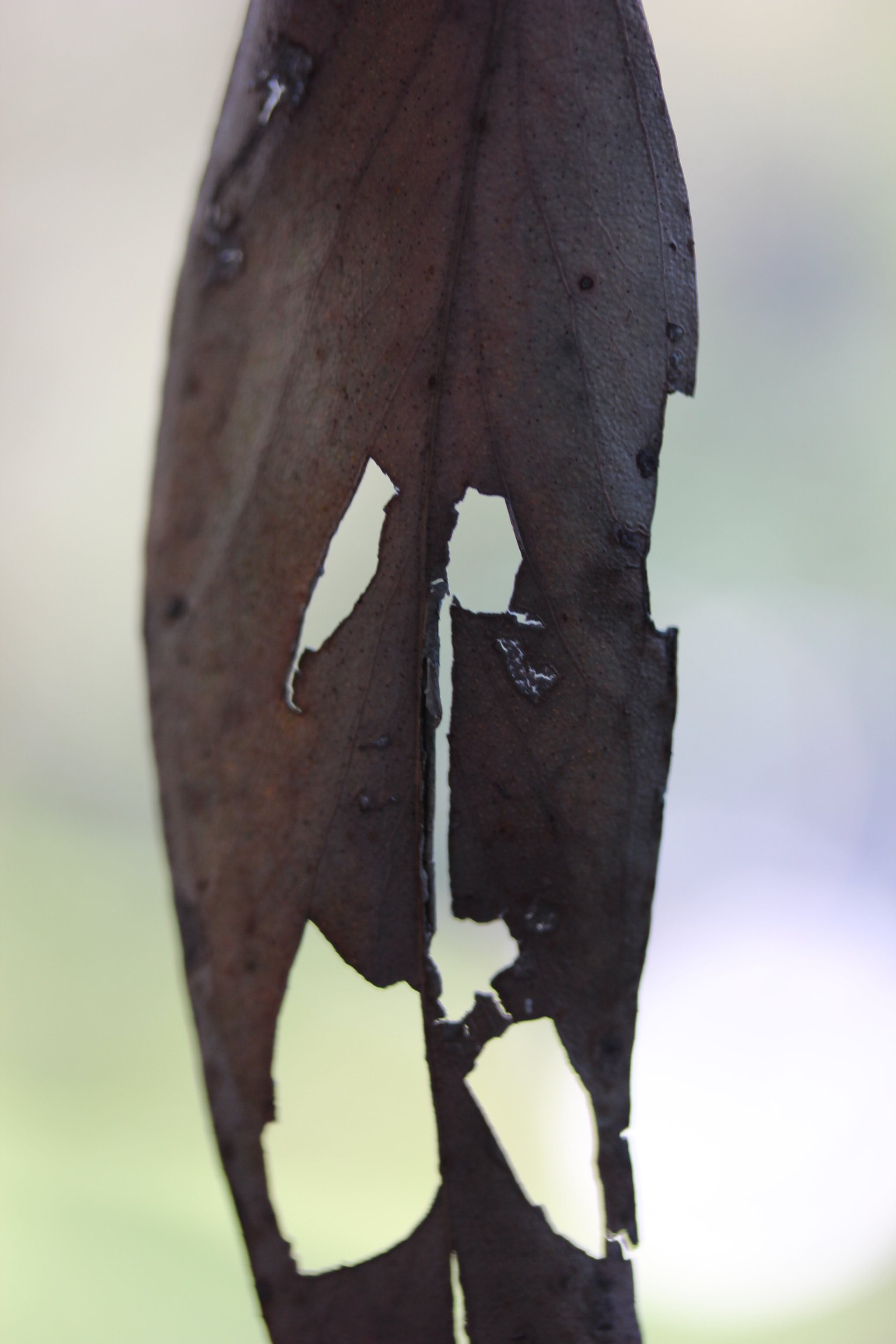 Canon EF-S 60mm F2.8 Macro USM sample photo