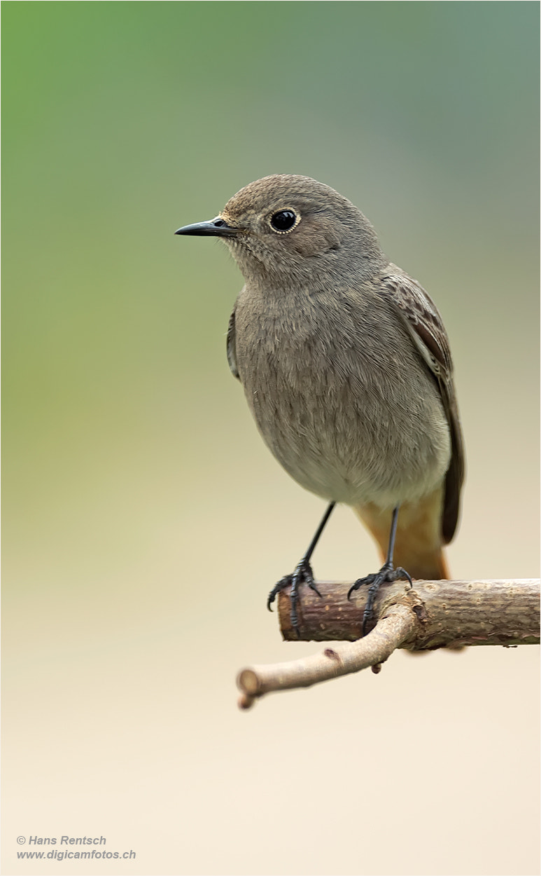 Nikon D5 sample photo. Common redstart / phoenicurus phoenicurus photography