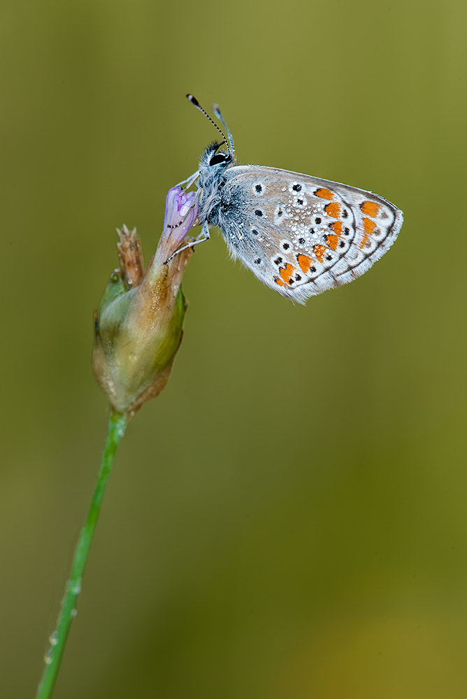 Nikon D700 + Nikon AF Micro-Nikkor 200mm F4D ED-IF sample photo. Polyommatus icarus photography