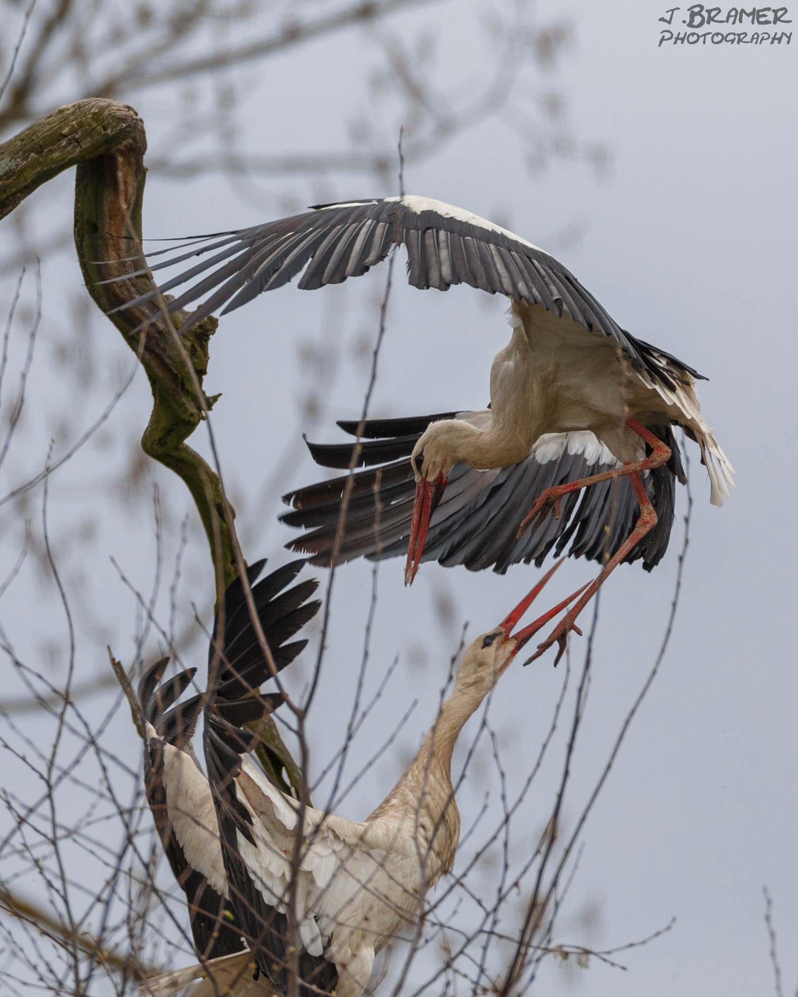 Canon EF 600mm F4L IS USM sample photo. Störenfried photography
