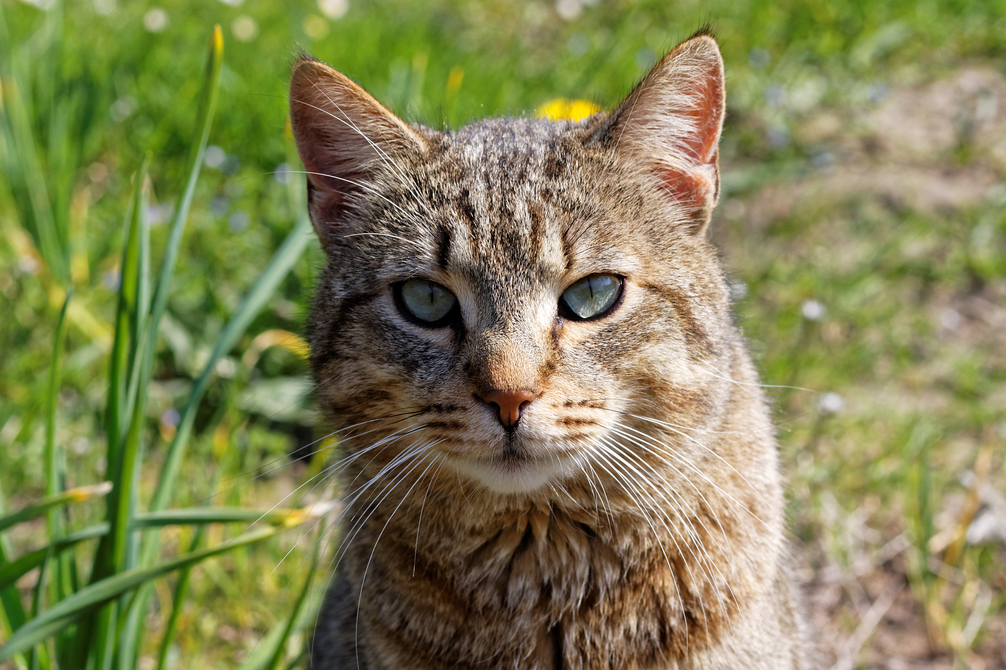 Canon EOS 50D + Canon EF 50mm F2.5 Macro sample photo. Cute cat photography