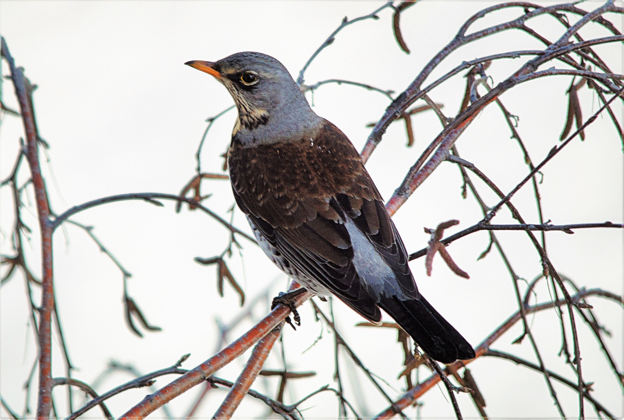 Sigma 150-500mm F5-6.3 DG OS HSM sample photo. Дрозд - рябинник photography