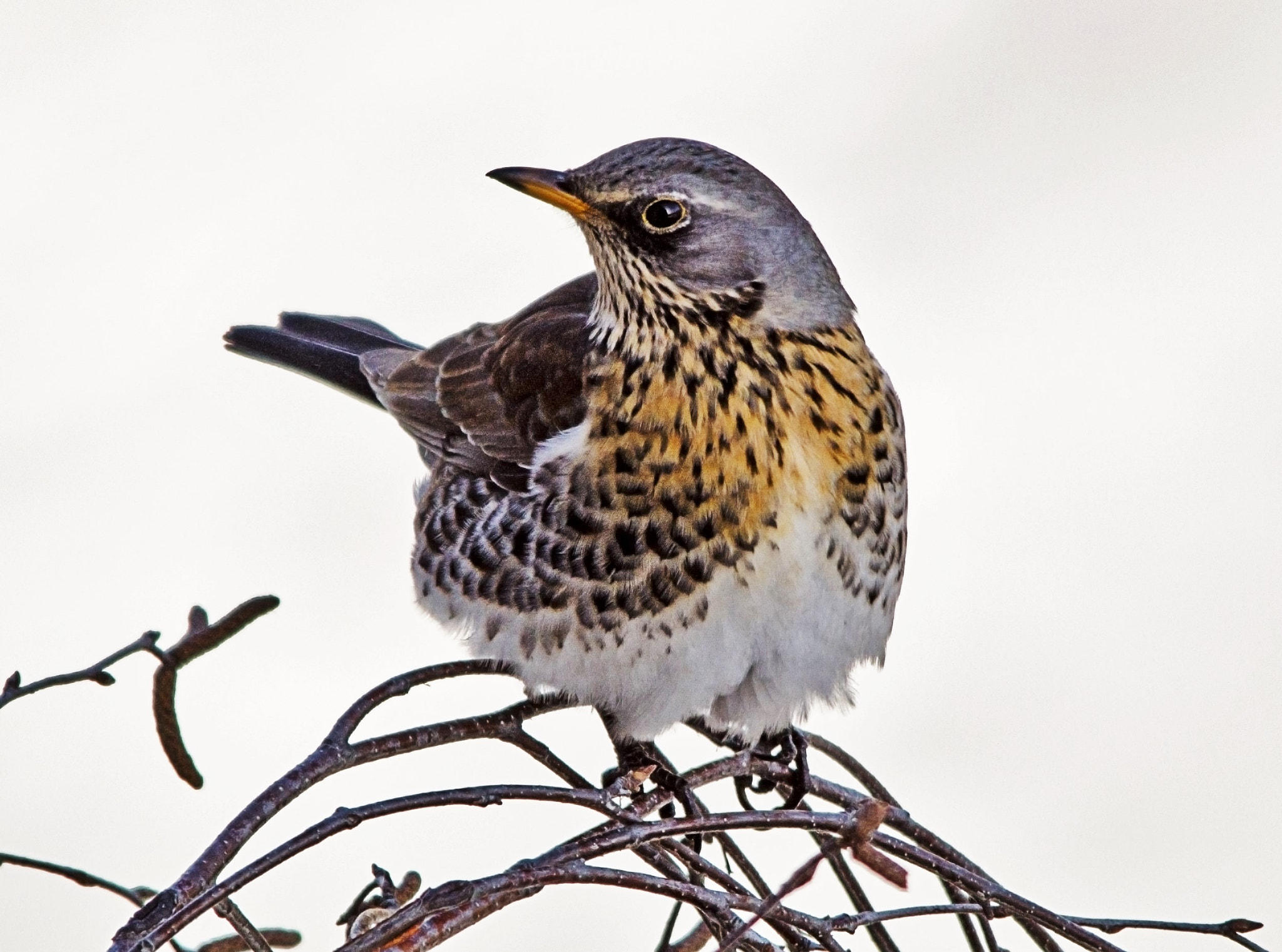 Sigma 150-500mm F5-6.3 DG OS HSM sample photo. Дрозд - рябинник photography