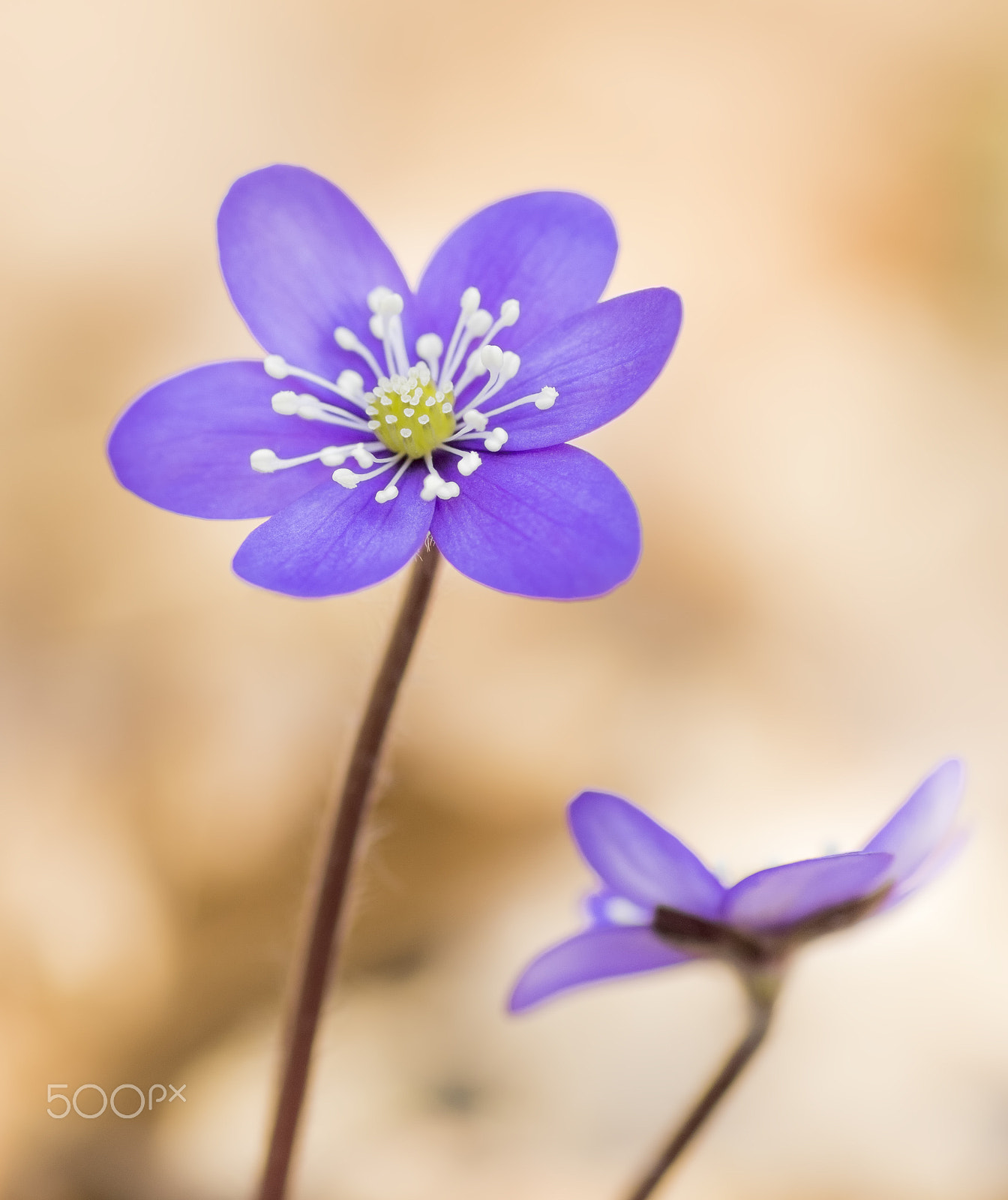 Sigma 70mm F2.8 EX DG Macro sample photo. Common hepatica in early springtime photography
