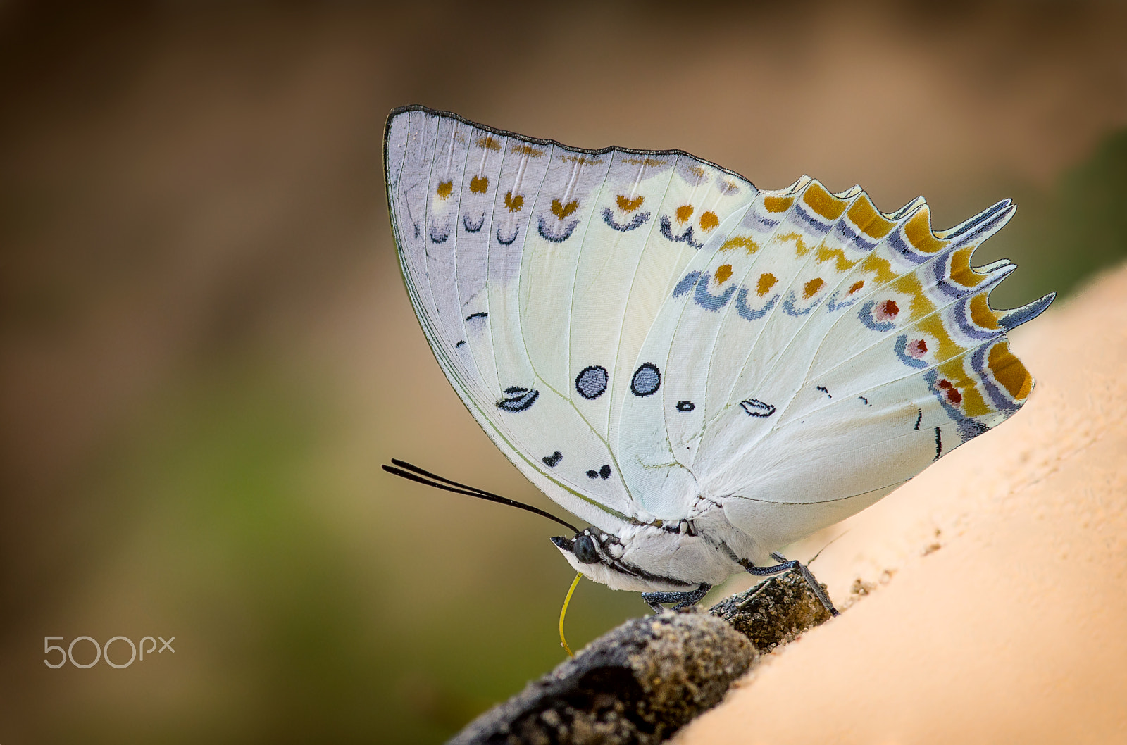 Canon EOS 60D + Canon EF 300mm F4L IS USM sample photo. Charaxes delphis – jewelled nawab photography