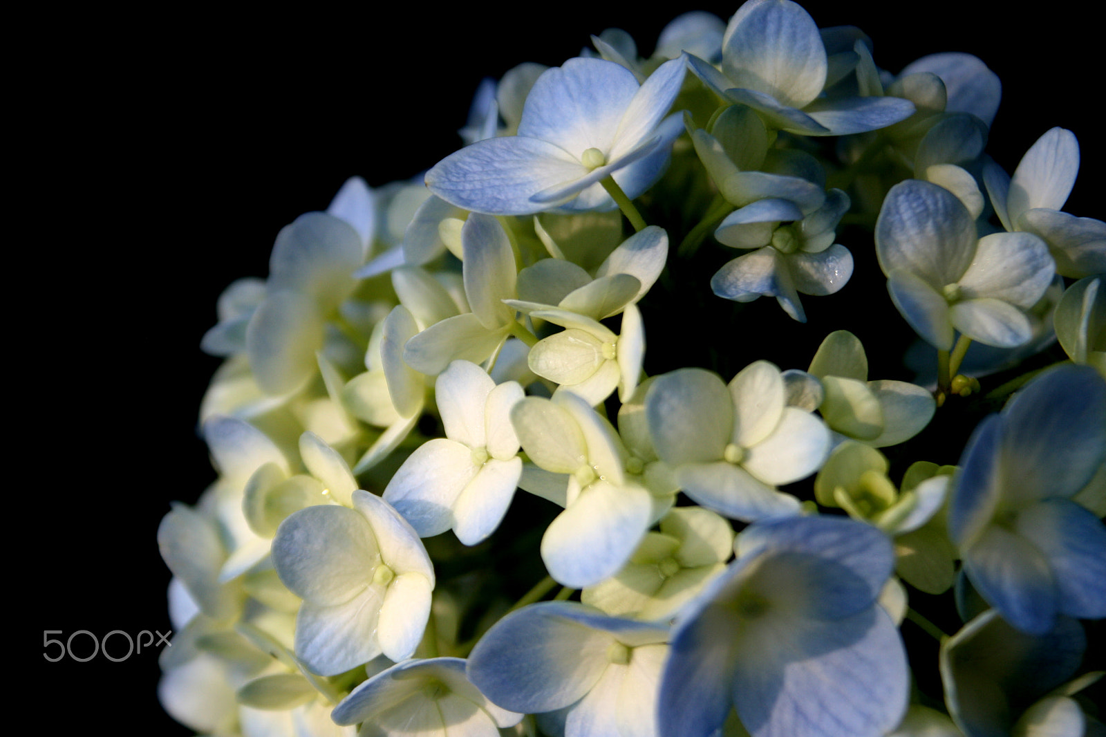Canon EF-S 18-55mm F3.5-5.6 sample photo. Flower photography