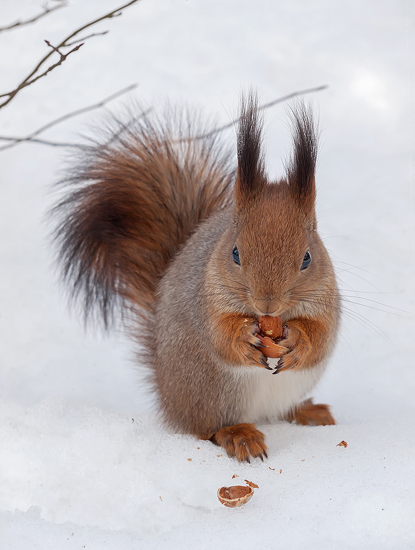 Olympus Zuiko Digital ED 40-150mm F4.0-5.6 sample photo. Winter squirrel eat photography