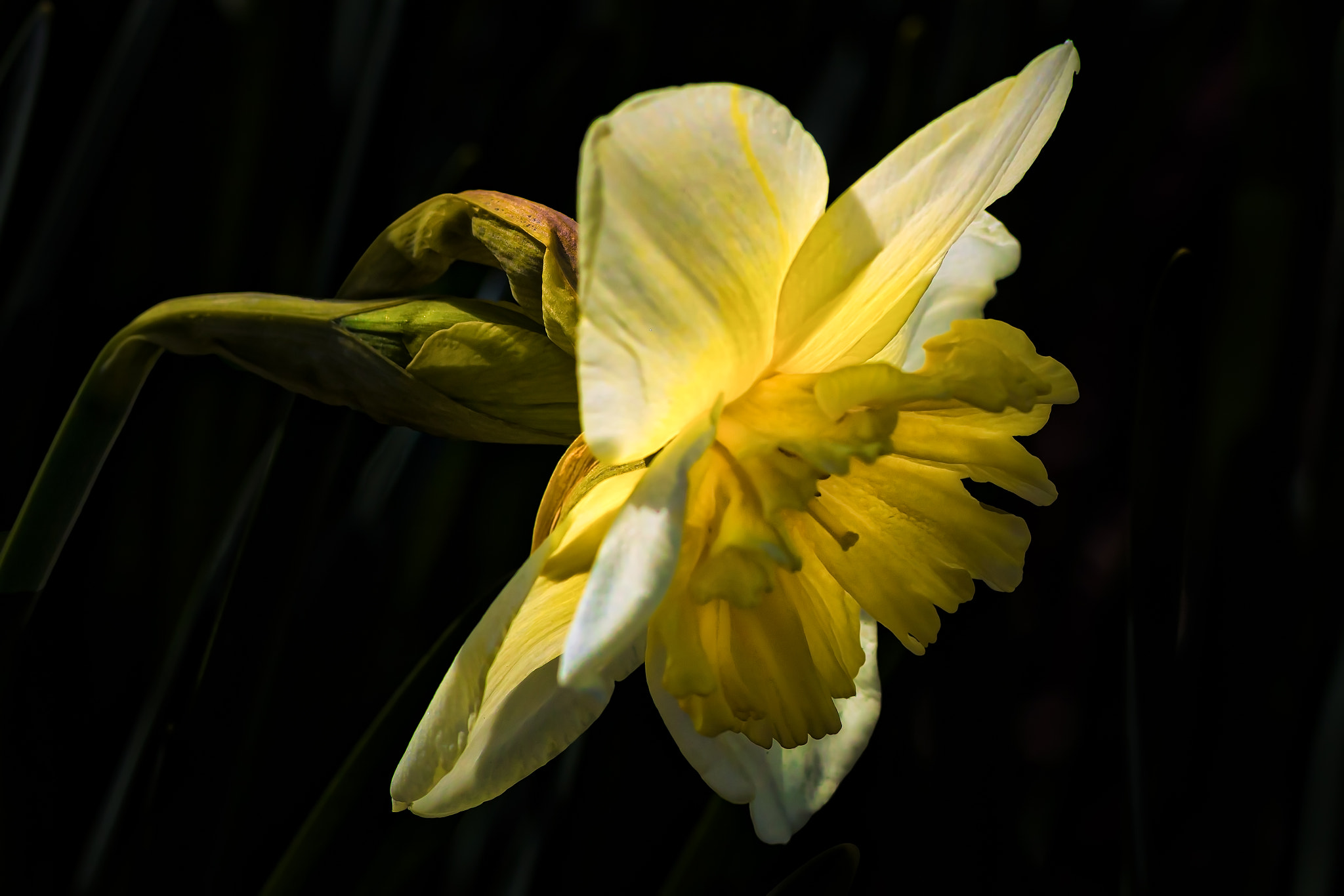 Canon EOS 760D (EOS Rebel T6s / EOS 8000D) + Canon EF 100mm F2.8L Macro IS USM sample photo. Flower270 photography