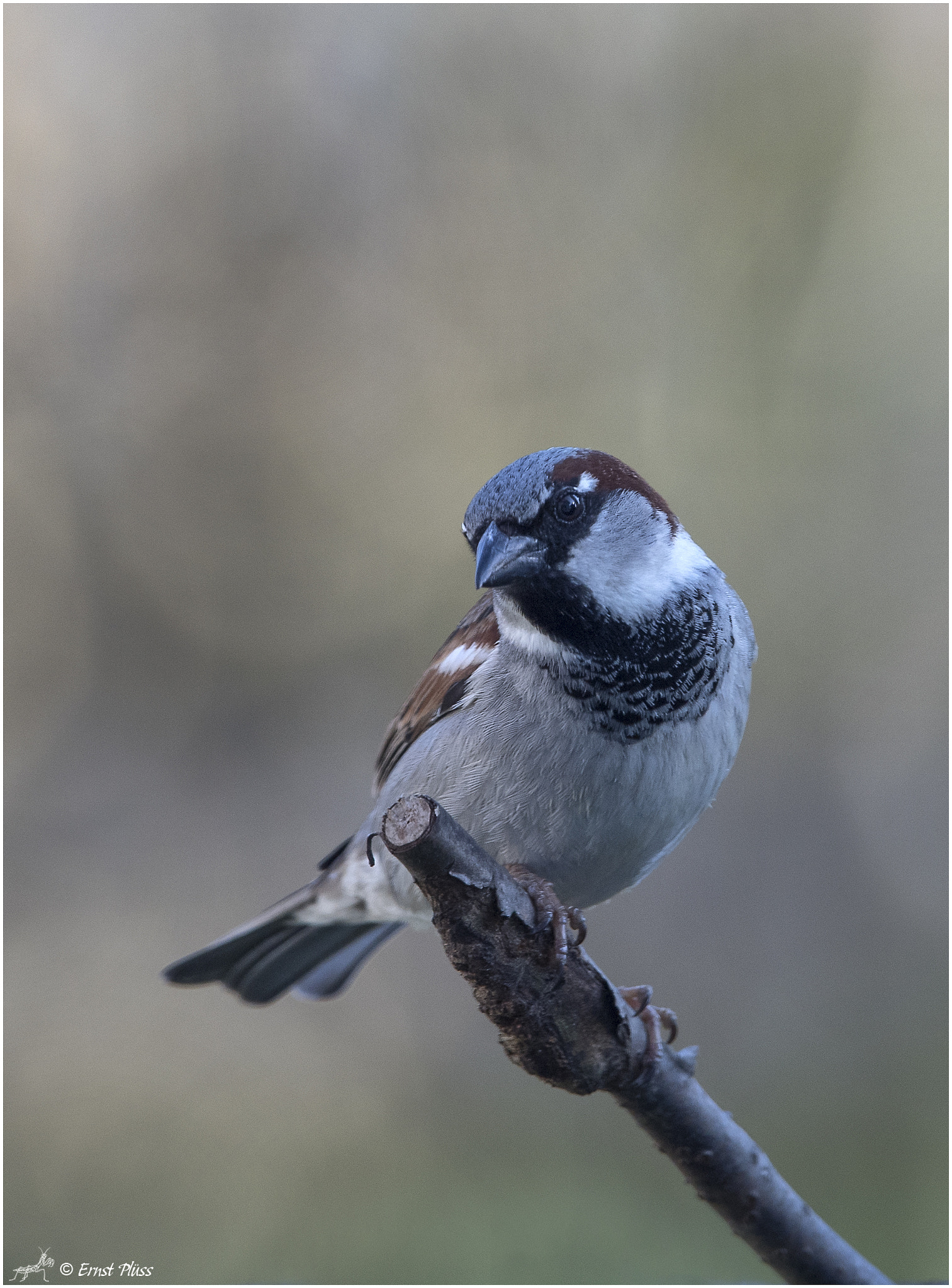 Nikon D5 sample photo. House sparrow photography