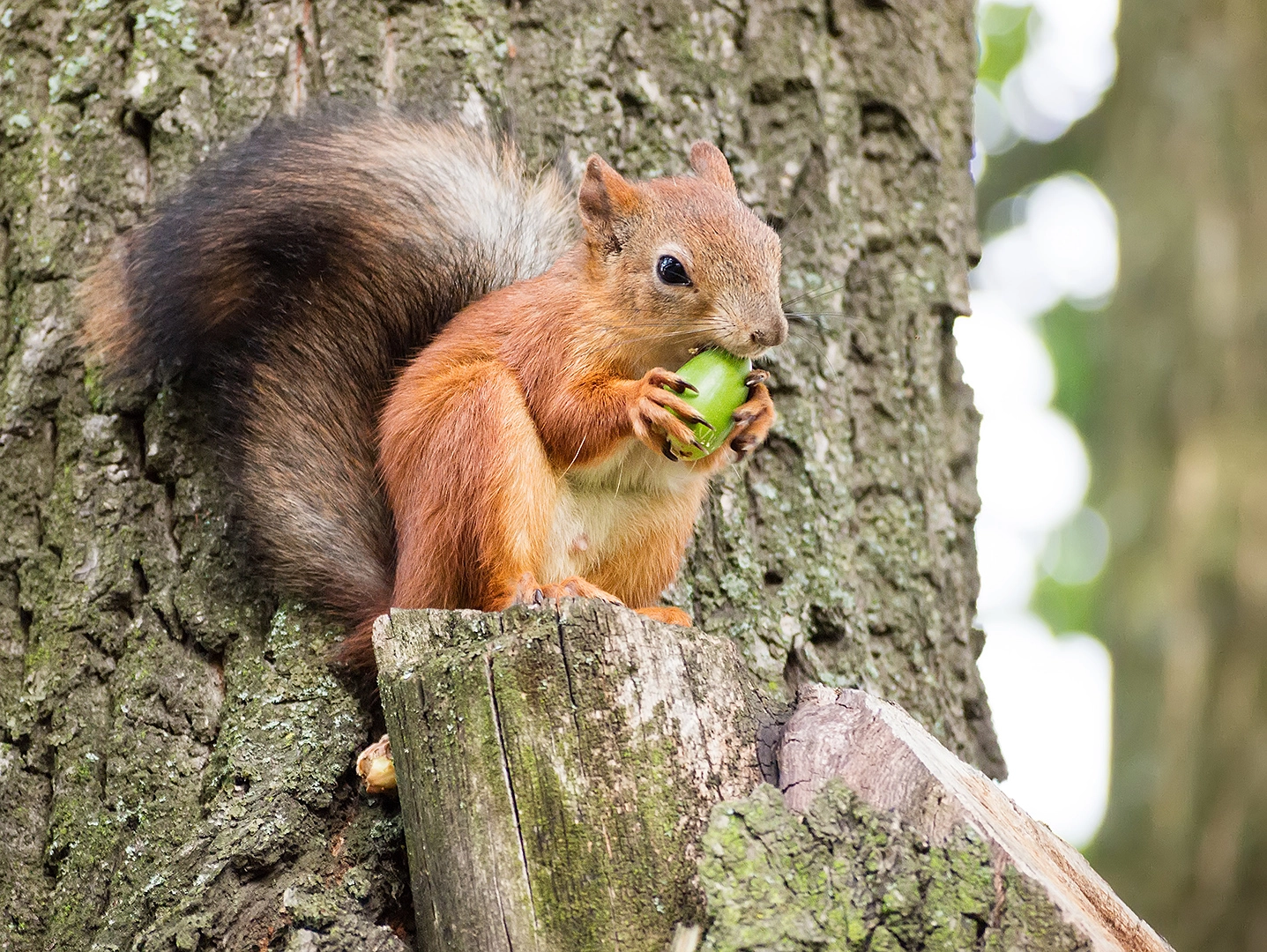 Olympus PEN E-PL3 sample photo. Squirrel and acorn photography