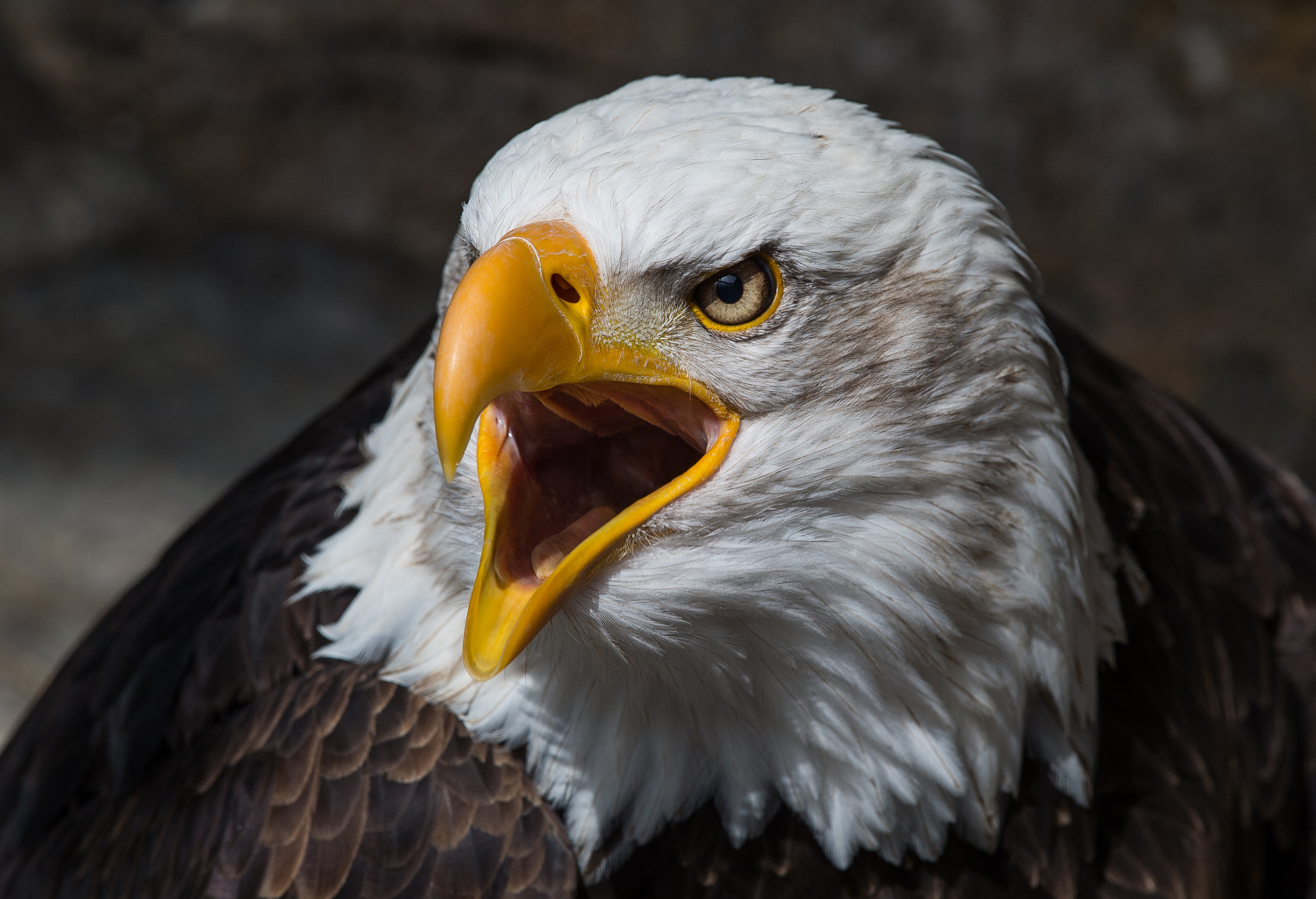 Nikon Df sample photo. Bald eagle, weißkopfseeadler photography