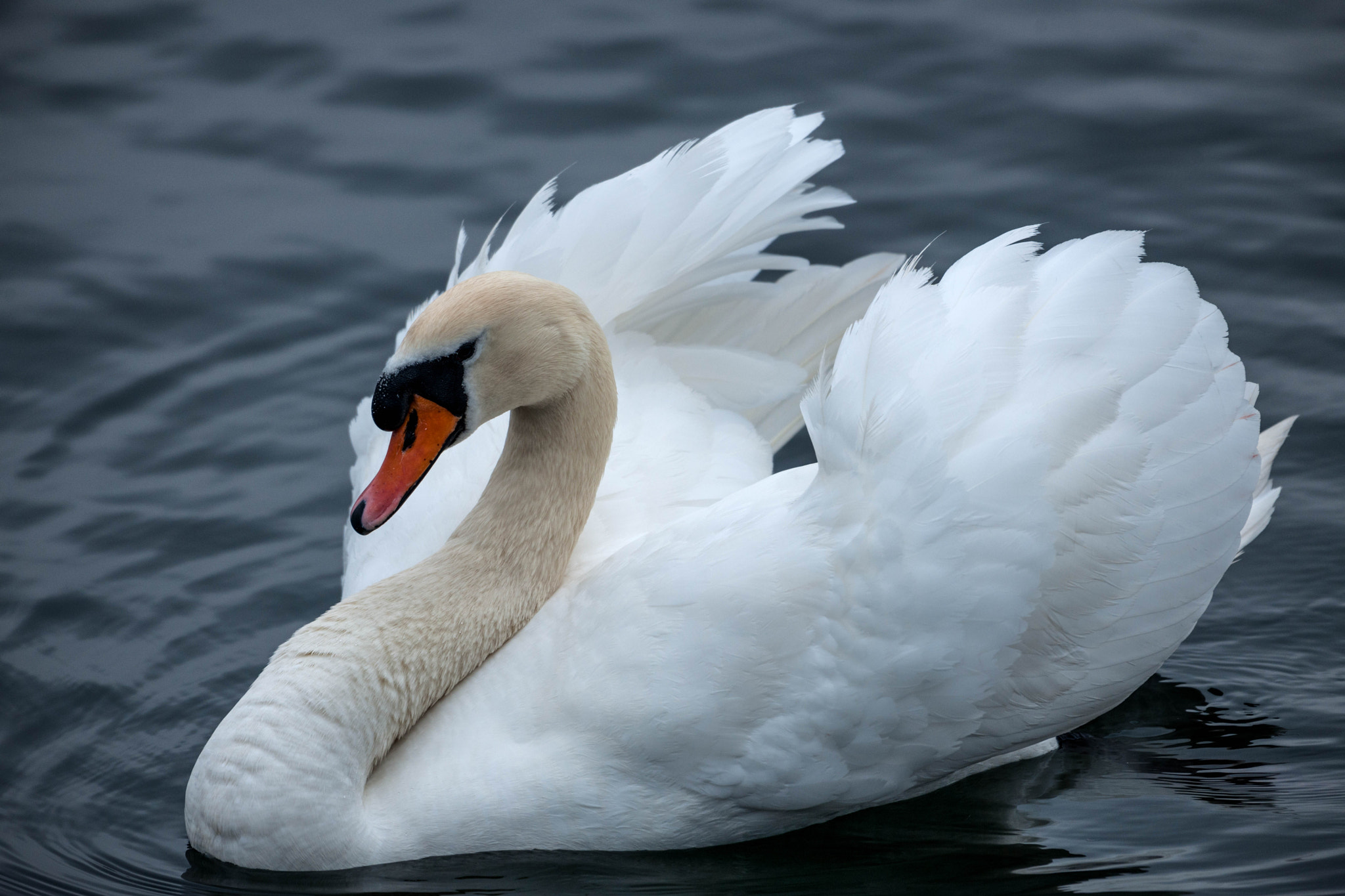 Nikon D3X sample photo. Noble swan on the hometown sea photography