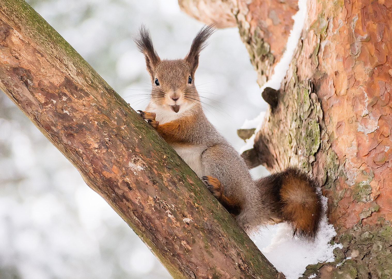Olympus PEN E-PL3 sample photo. Dilly squirrel photography