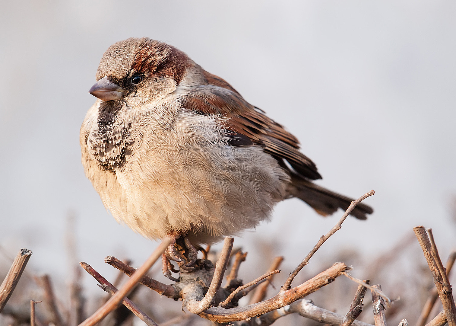 Olympus Zuiko Digital ED 40-150mm F4.0-5.6 sample photo. Fluffy sparrow photography