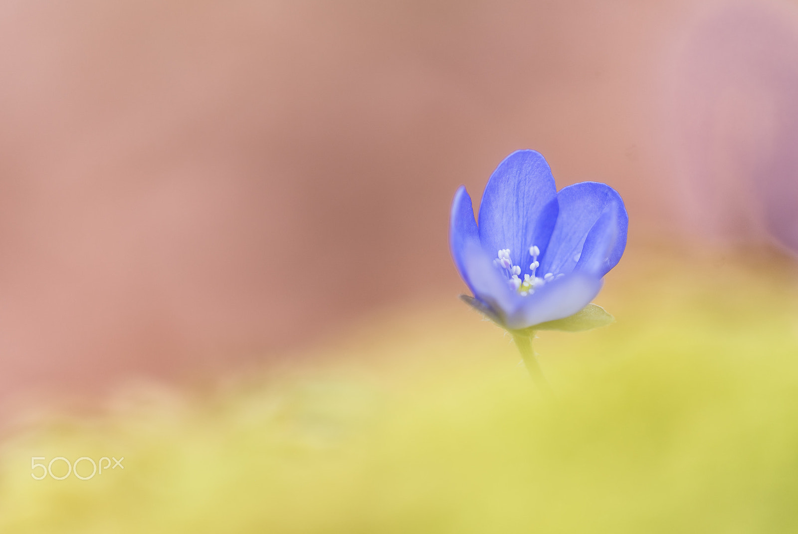 Sigma 150mm F2.8 EX DG Macro HSM sample photo. Anemone hepatica photography