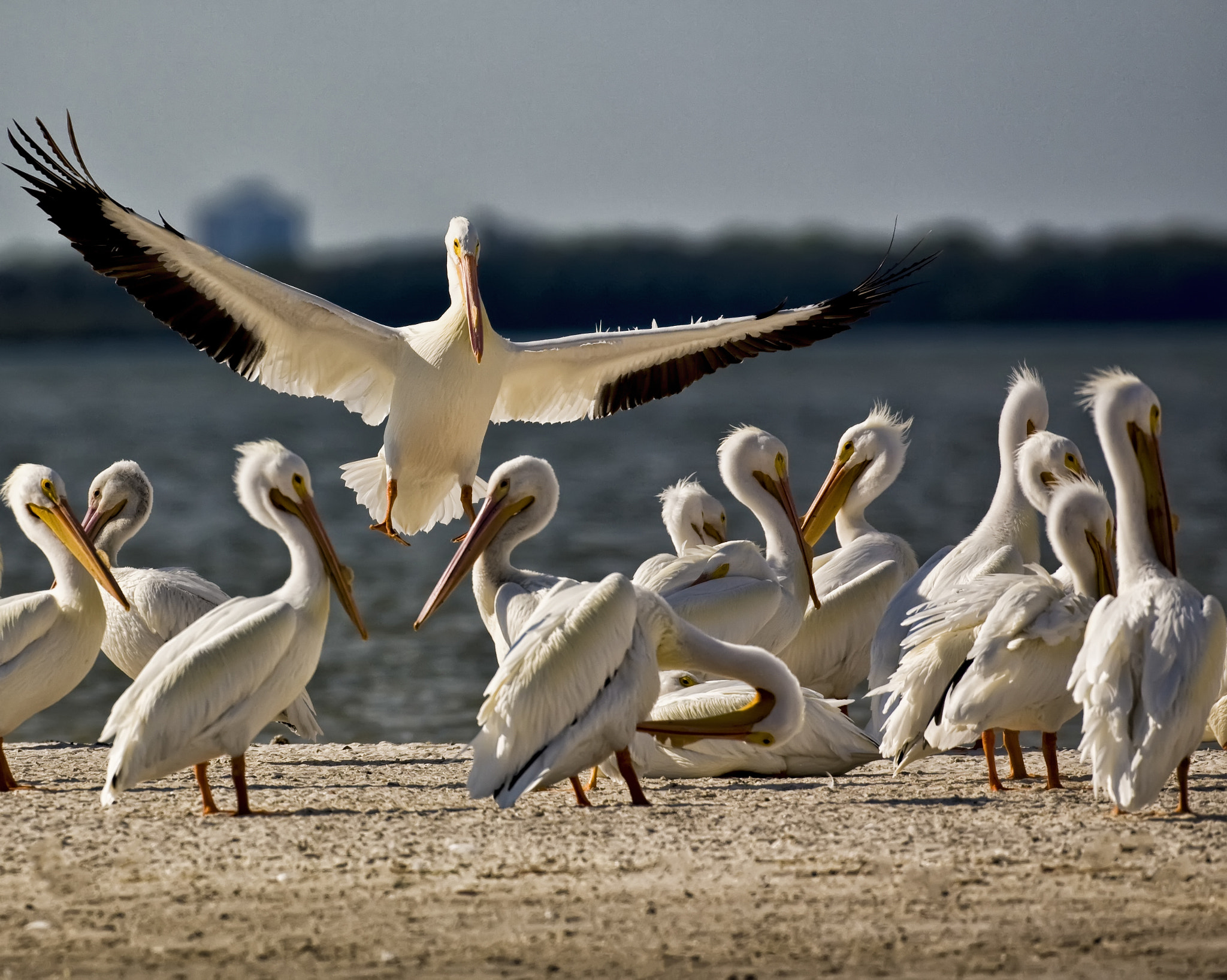 Canon EF 500mm F4L IS USM sample photo. Here he comes again photography
