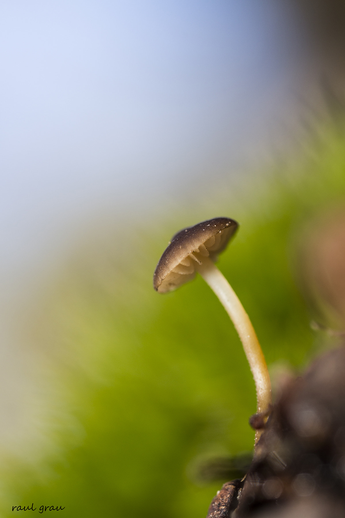 Canon MP-E 65mm F2.5 1-5x Macro Photo sample photo. La mas pequeña. photography
