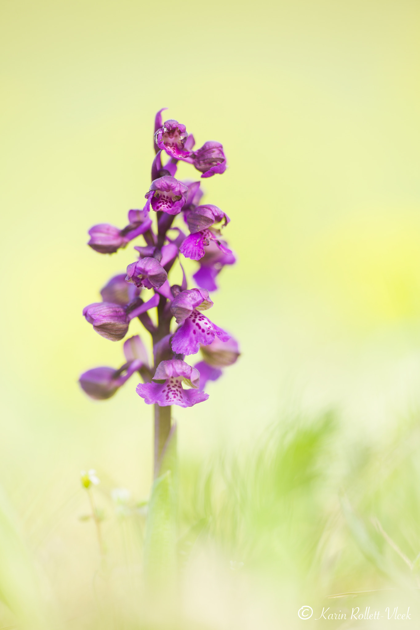 Sigma APO Macro 180mm F2.8 EX DG OS HSM sample photo. Morio photography