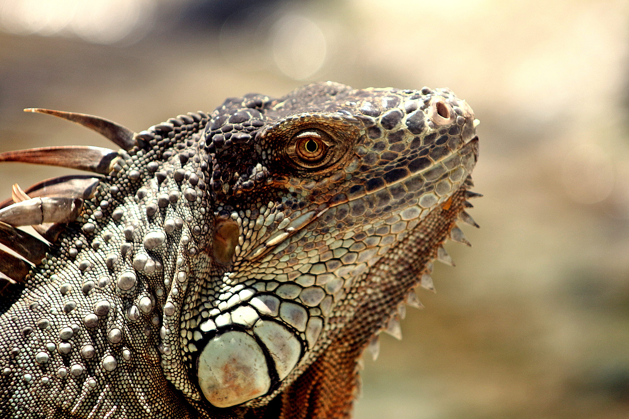 Canon EF 75-300mm f/4-5.6 USM sample photo