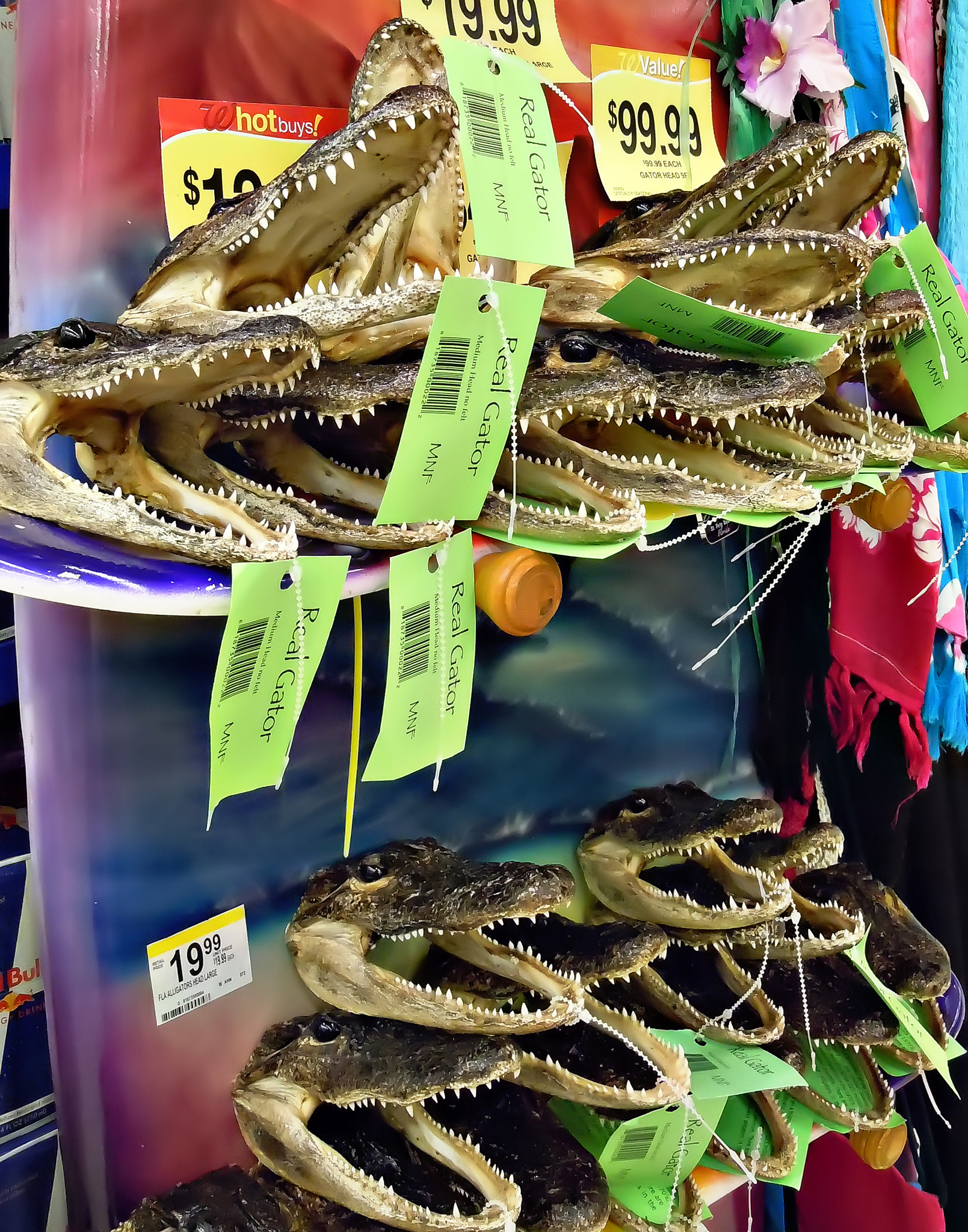 Nikon Coolpix S6000 sample photo. Florida "real gator" souvenirs. photography
