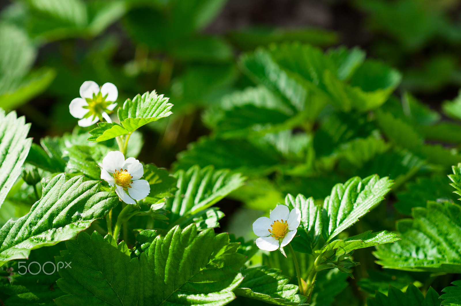 Nikon D300S + Nikon AF Micro-Nikkor 60mm F2.8D sample photo. Strawberry flowers photography