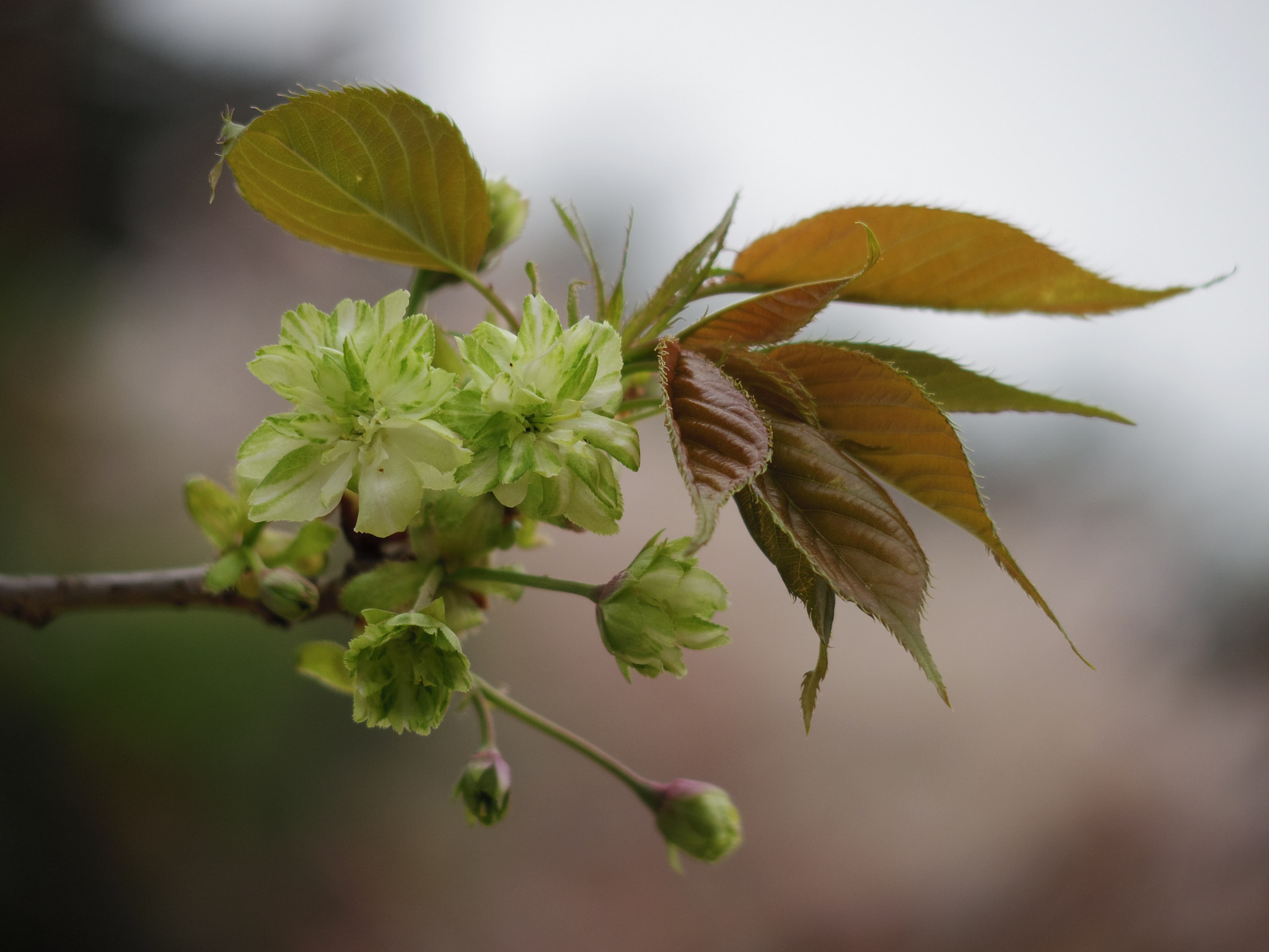 Pentax Q7 + Pentax 06 Telephoto 15-45mm sample photo. Green cherry  淡緑色の桜  御衣黄 photography