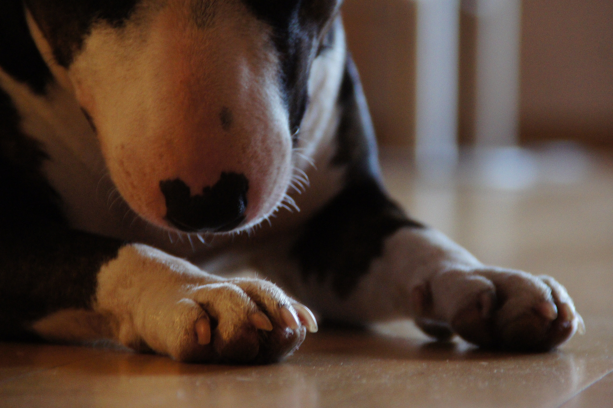Sony SLT-A33 sample photo. Batty photography