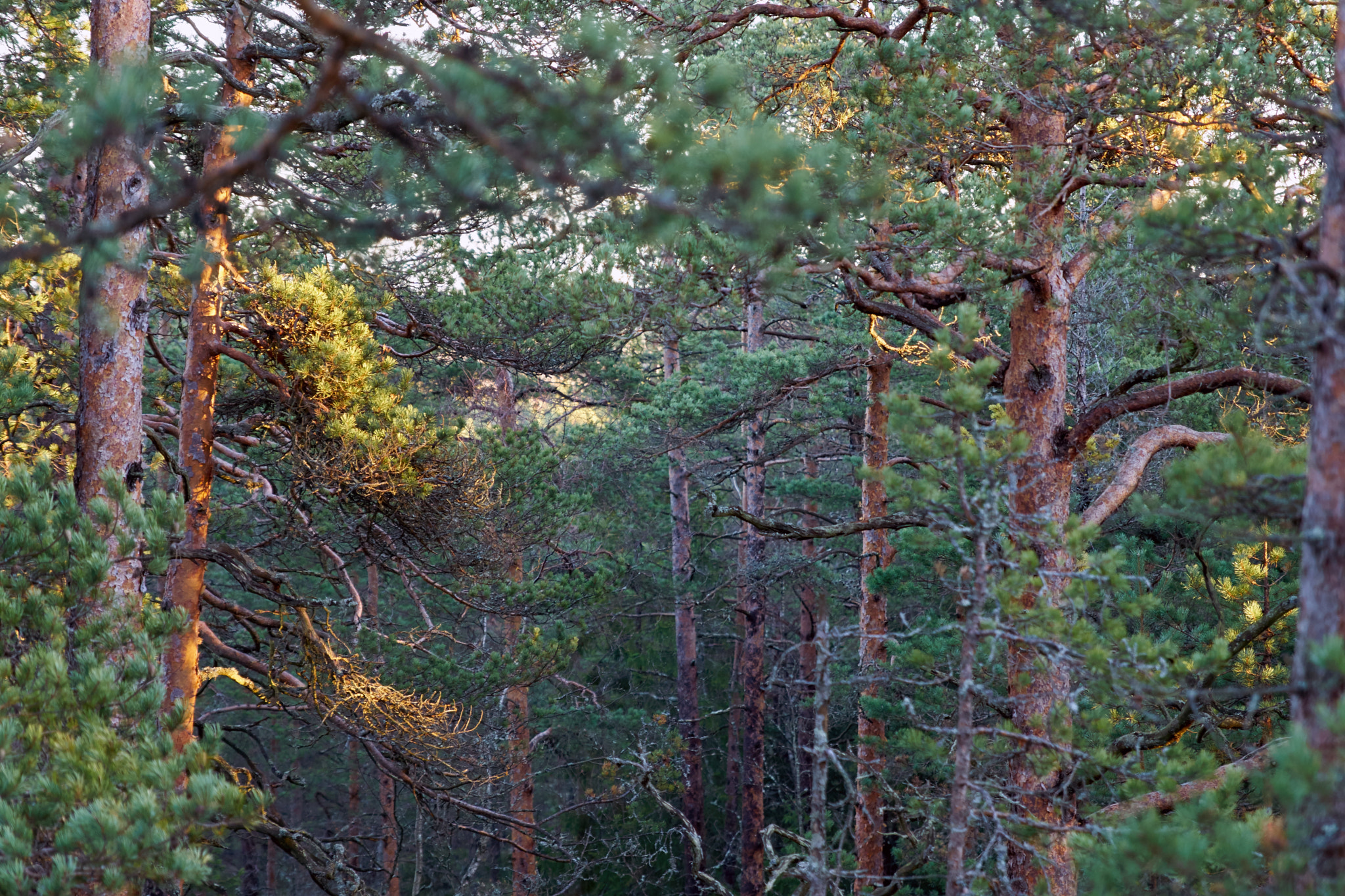 Sony ILCA-77M2 + 24-70mm F2.8 sample photo. Kasakallio forest photography