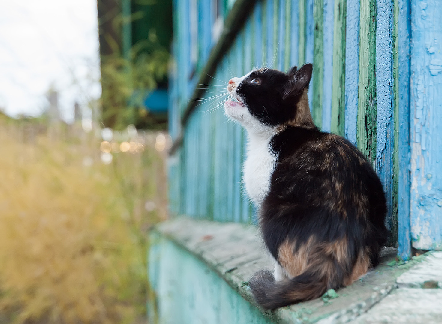 Olympus Zuiko Digital ED 12-60mm F2.8-4.0 SWD sample photo. Meow photography