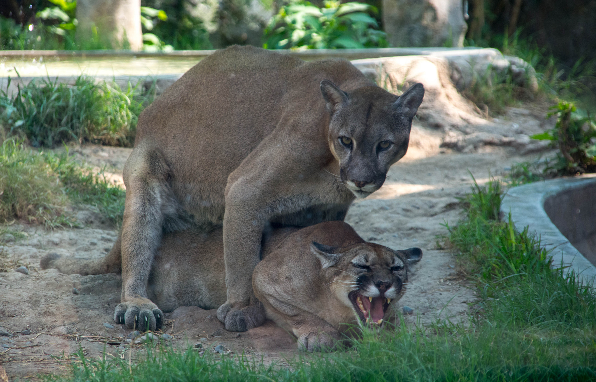 Nikon D5200 + Sigma 18-200mm F3.5-6.3 DC sample photo. Hard sex puma sweet. photography