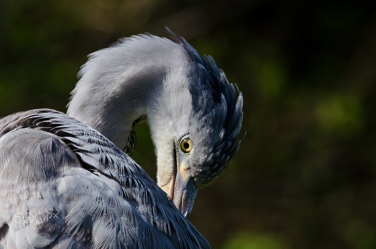 Nikon D5100 + Nikon AF-S Nikkor 300mm F4D ED-IF sample photo. The preening grey heron. photography