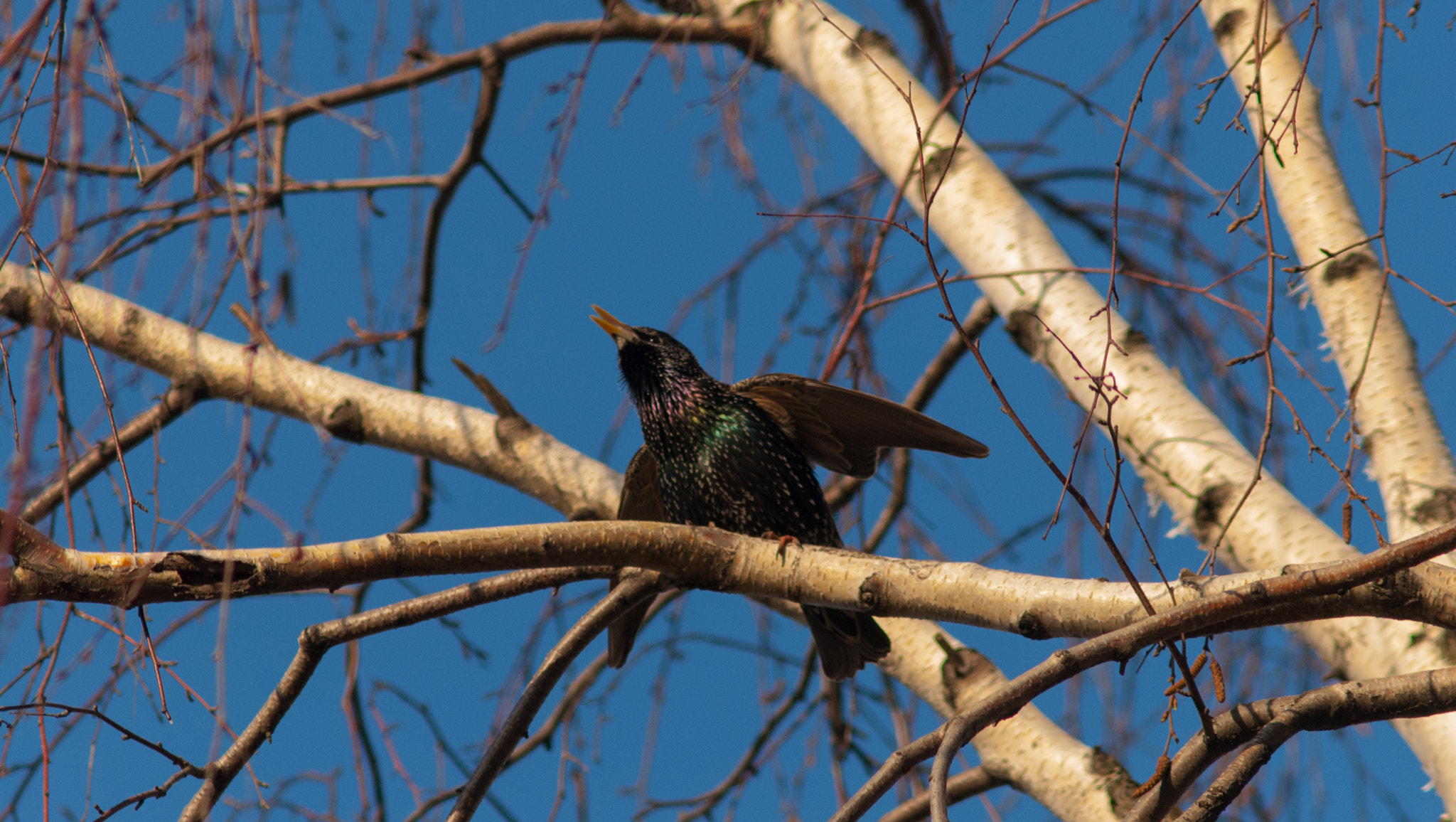 Nikon D200 + AF Zoom-Nikkor 75-300mm f/4.5-5.6 sample photo. А может, она начинается с весенней запевки скворца photography