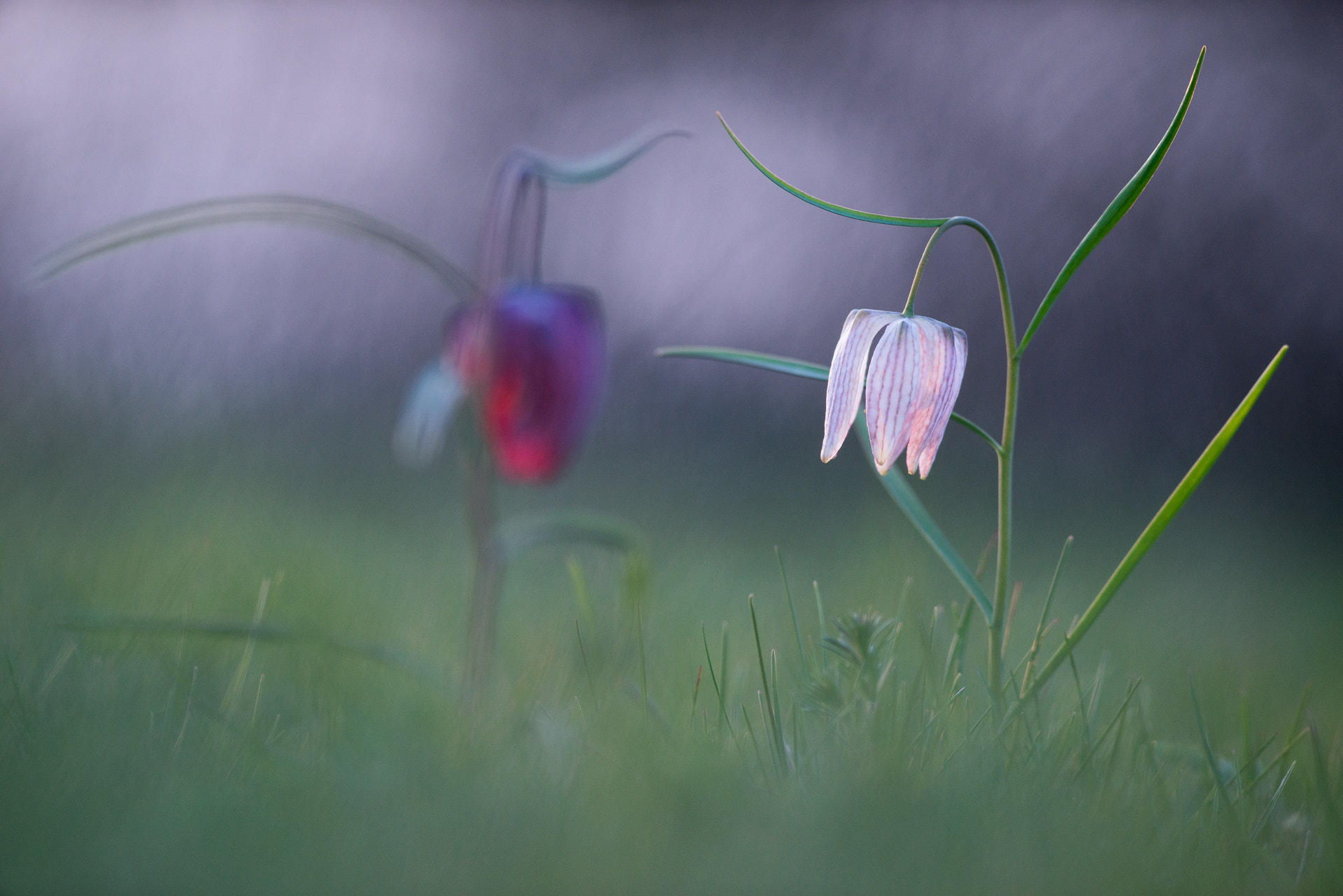Minolta AF 28-85mm F3.5-4.5 New sample photo. Red shadow photography