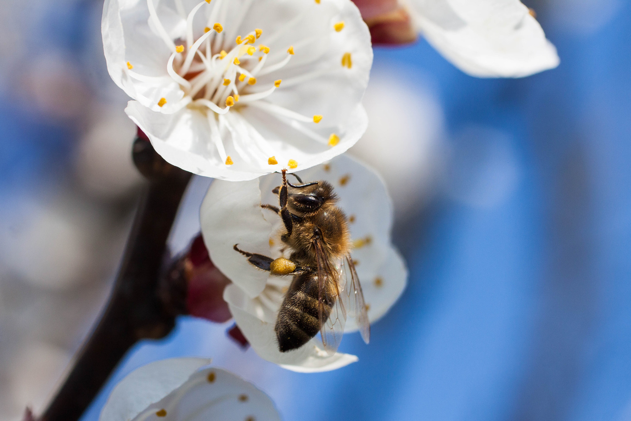 Canon EOS 50D + Canon EF 50mm F2.5 Macro sample photo. Bee and pollen photography