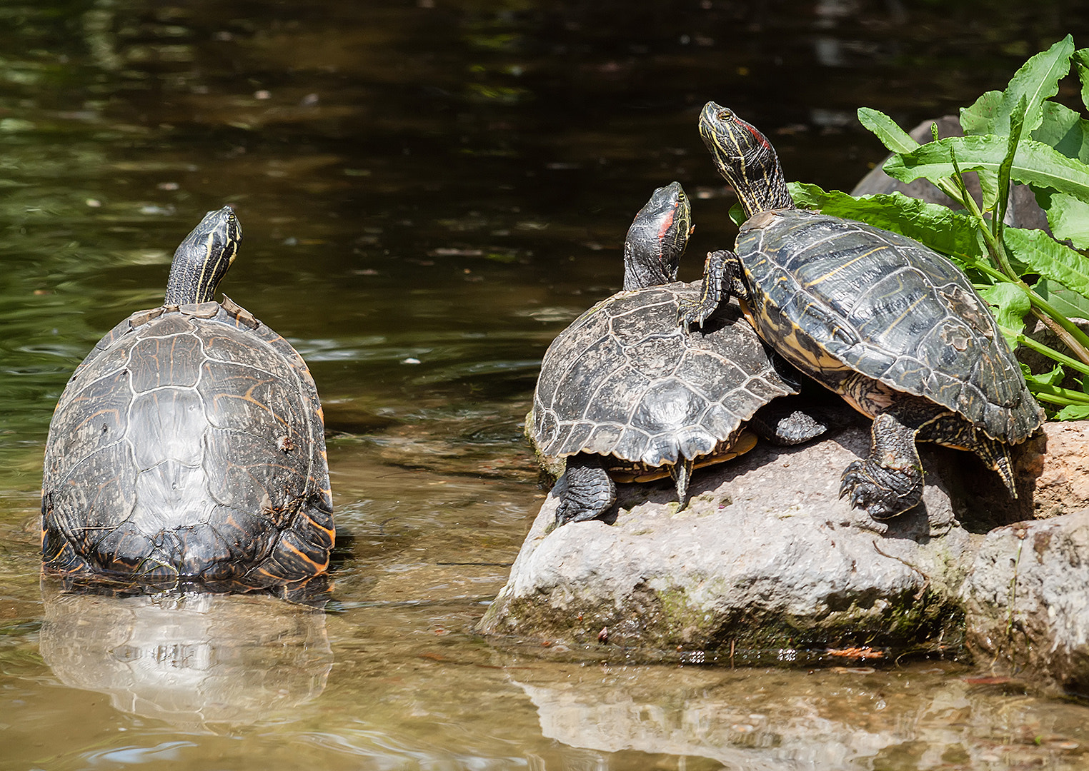 Olympus E-620 (EVOLT E-620) sample photo. Turtles bask photography