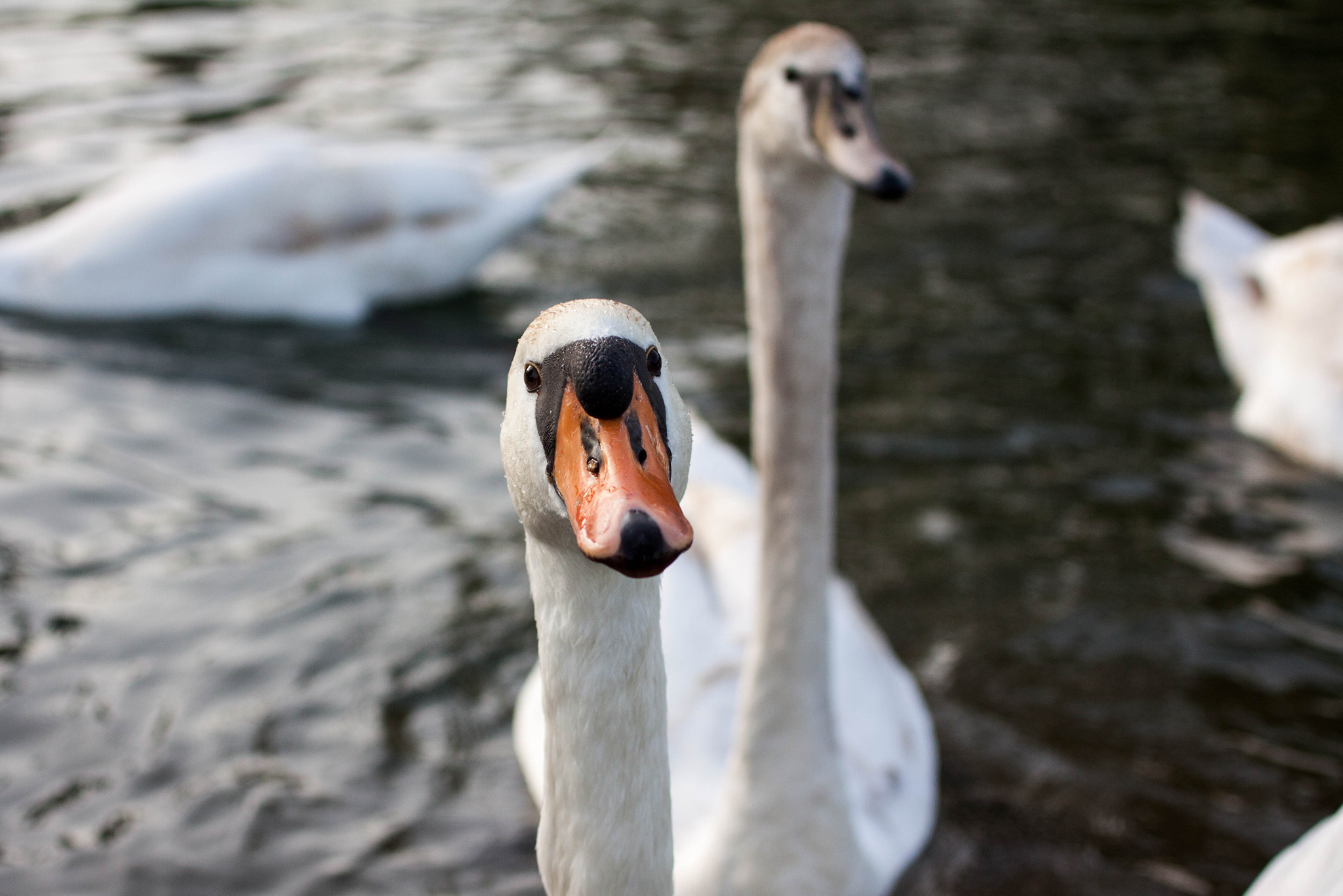 Canon EOS 50D + Canon EF 50mm F2.5 Macro sample photo. Swans photography