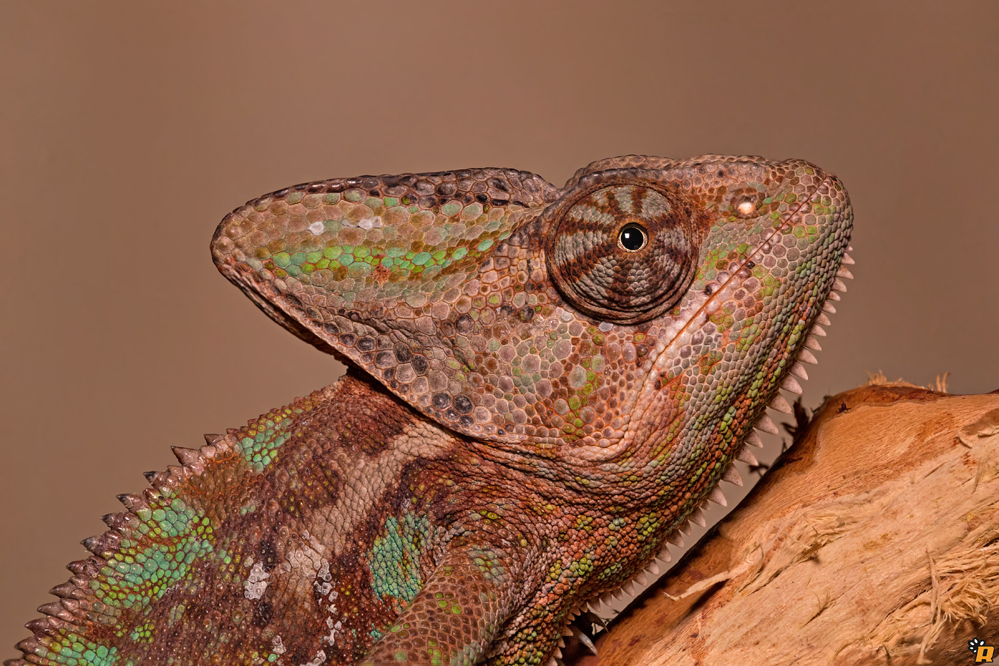Tamron SP AF 180mm F3.5 Di LD (IF) Macro sample photo. Rango photography