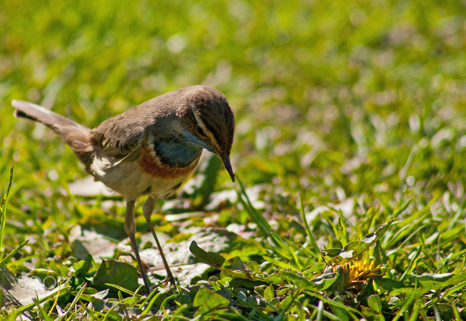 Canon EF 75-300mm f/4-5.6 USM sample photo. Blauwborst photography