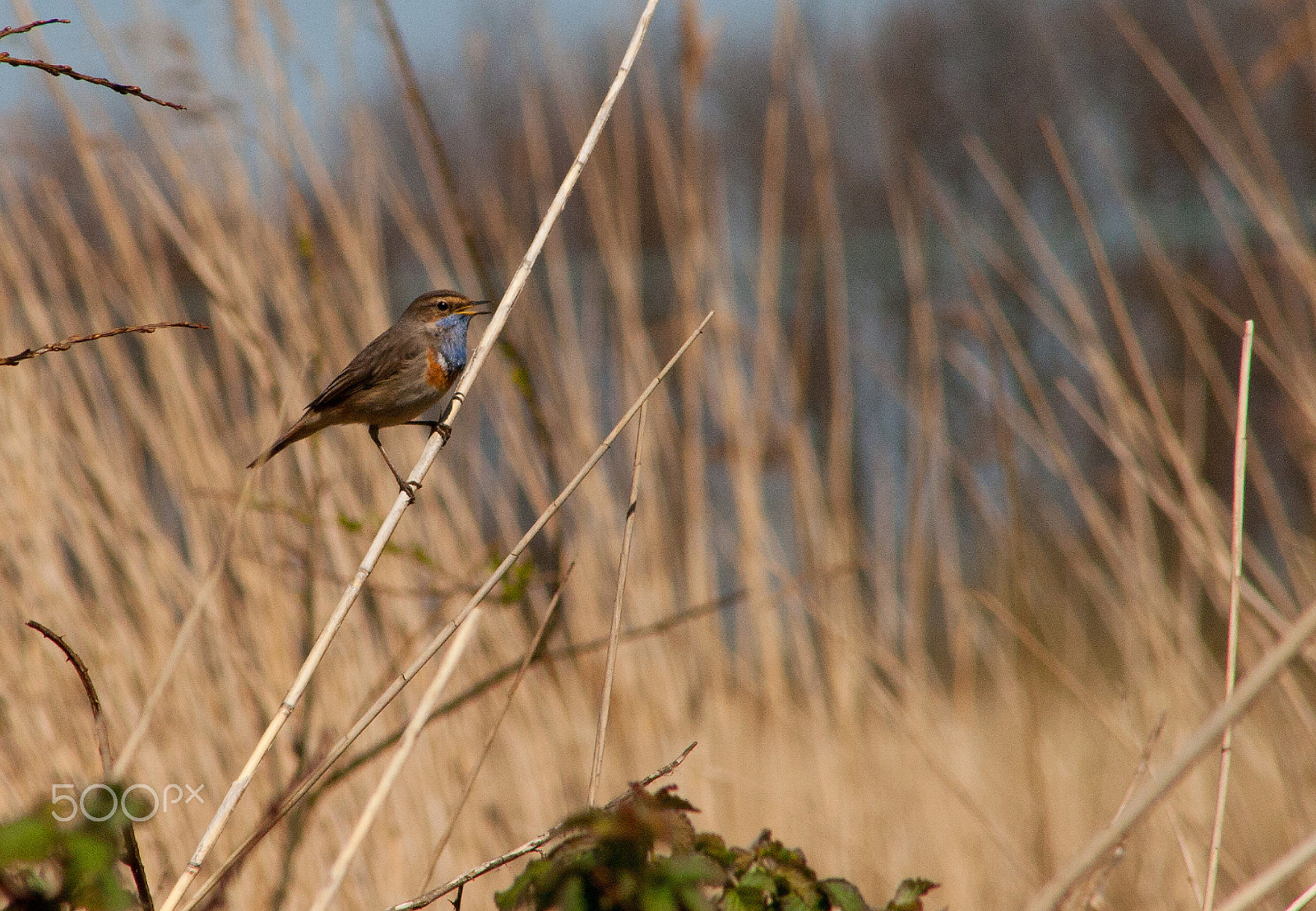 Canon EF 75-300mm f/4-5.6 USM sample photo. Bluethroat photography