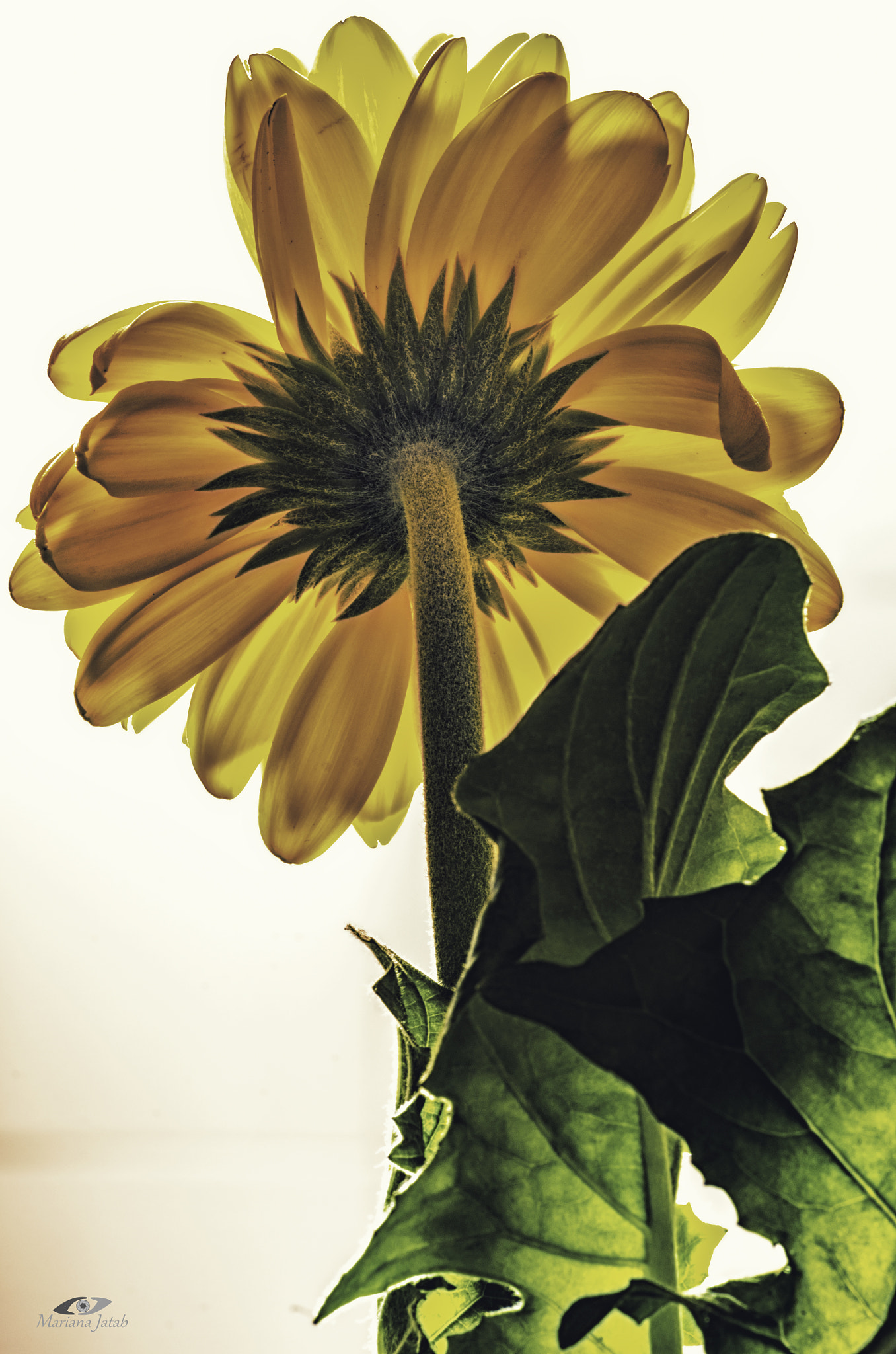 Pentax smc D-FA 100mm F2.8 Macro WR sample photo. Gerbera photography