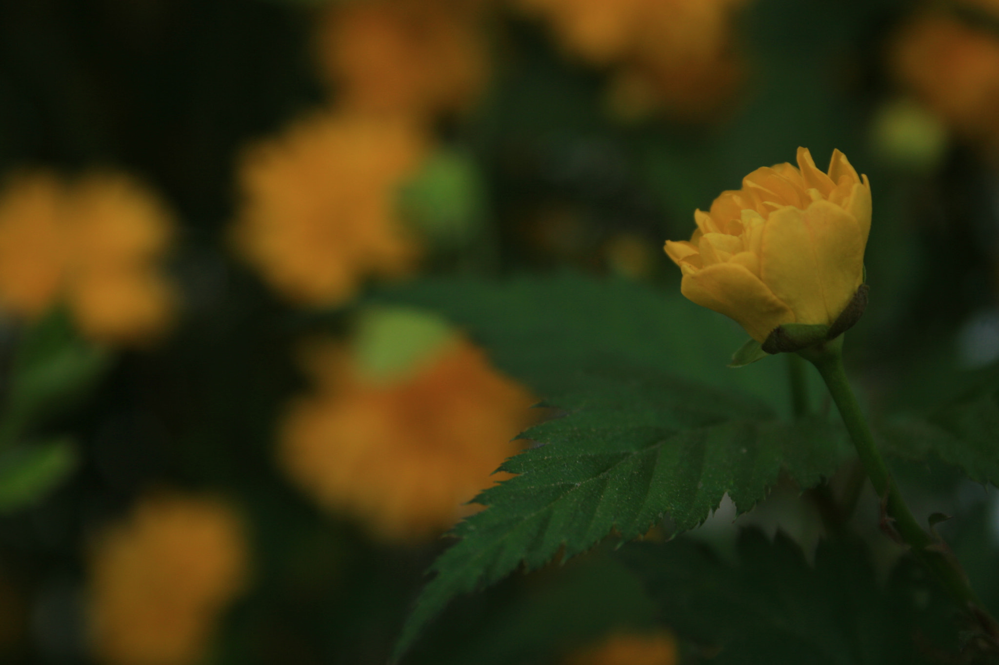 Canon EF-S 18-55mm F3.5-5.6 sample photo
