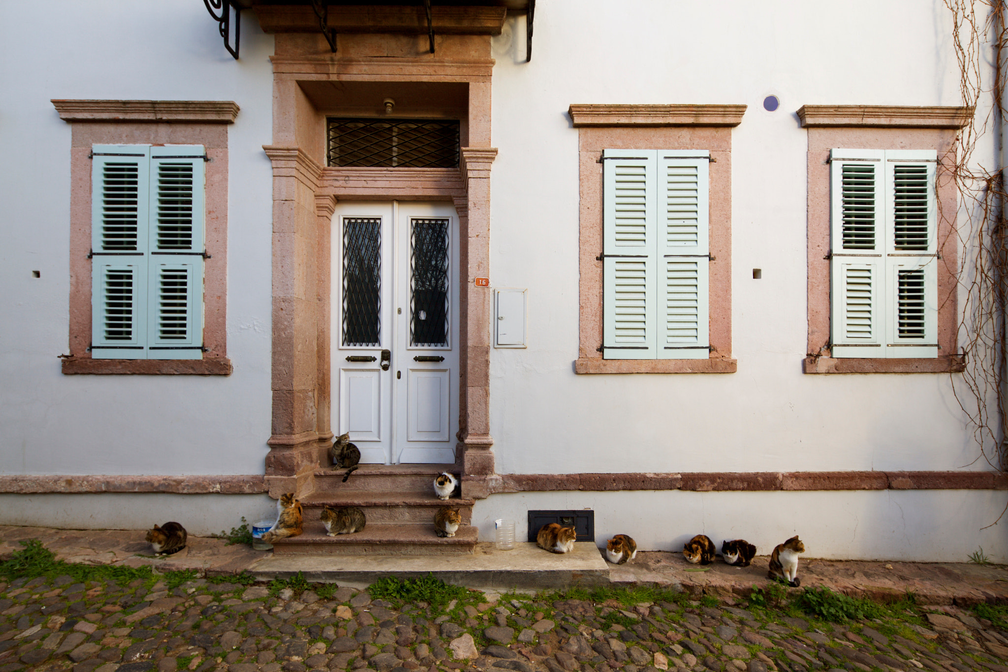 Canon TS-E 17mm F4L Tilt-Shift sample photo. Cat team. photography