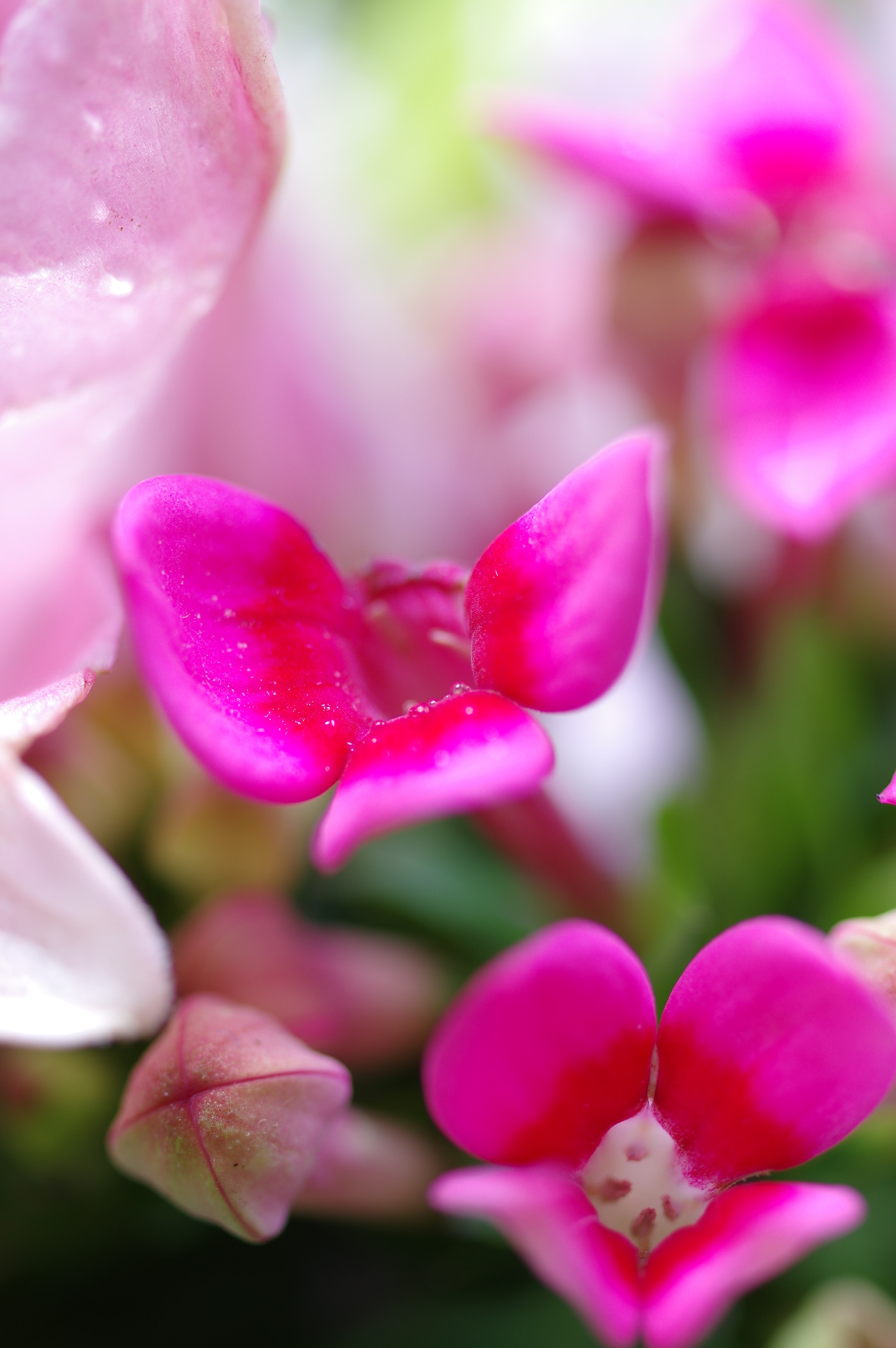 Pentax K-3 + Pentax smc D-FA 50mm F2.8 Macro sample photo