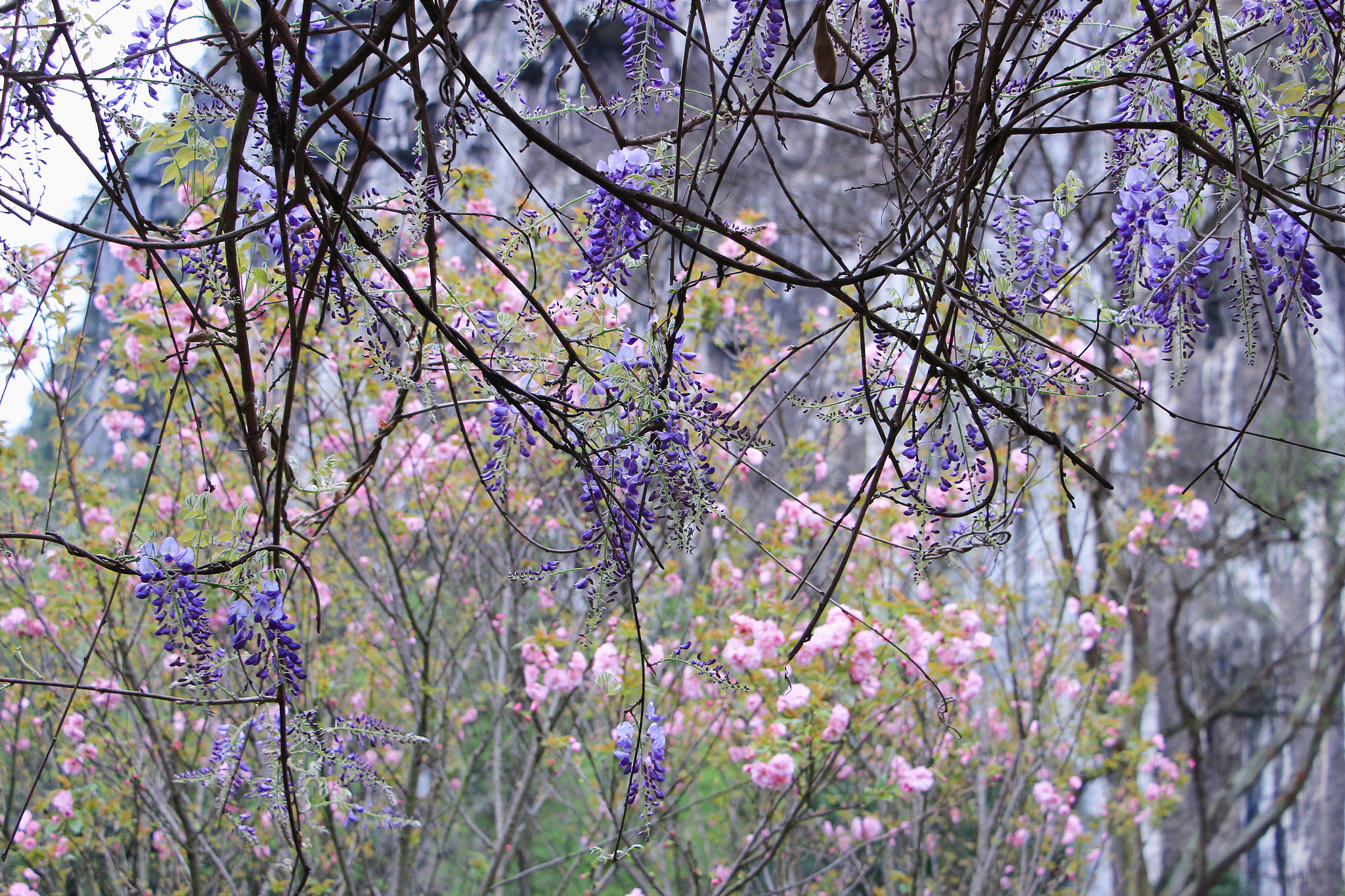 Canon EF 70-200mm F2.8L IS USM sample photo. 那些花儿 photography