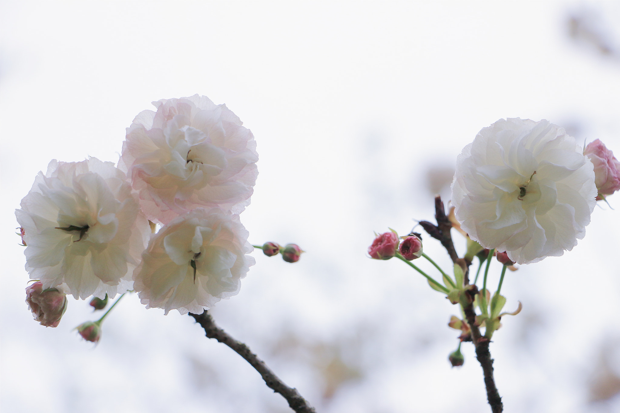 Canon EF 70-200mm F2.8L IS USM sample photo. 雪球 photography