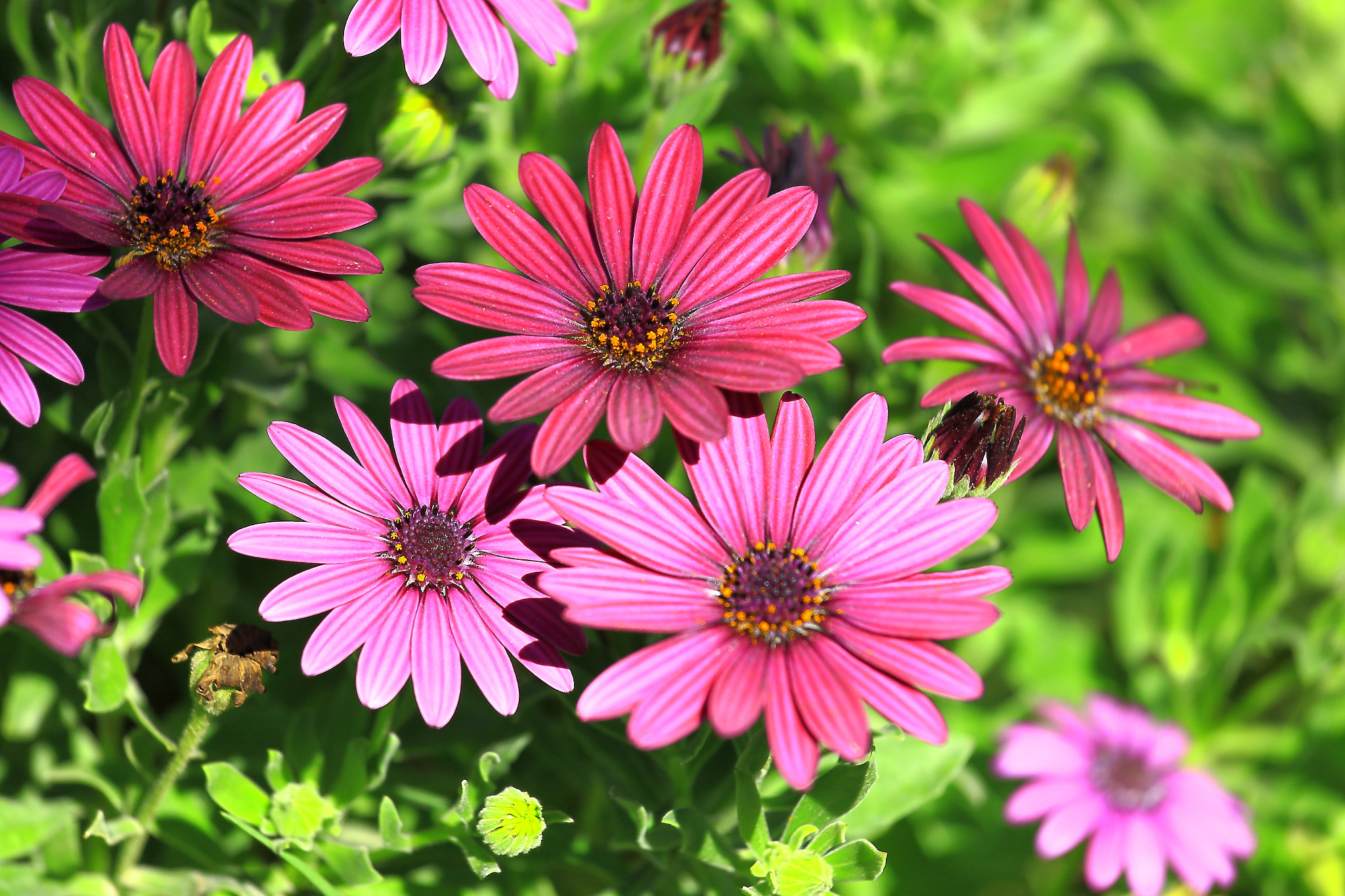 Canon EOS-1Ds Mark III sample photo. Daisy photography