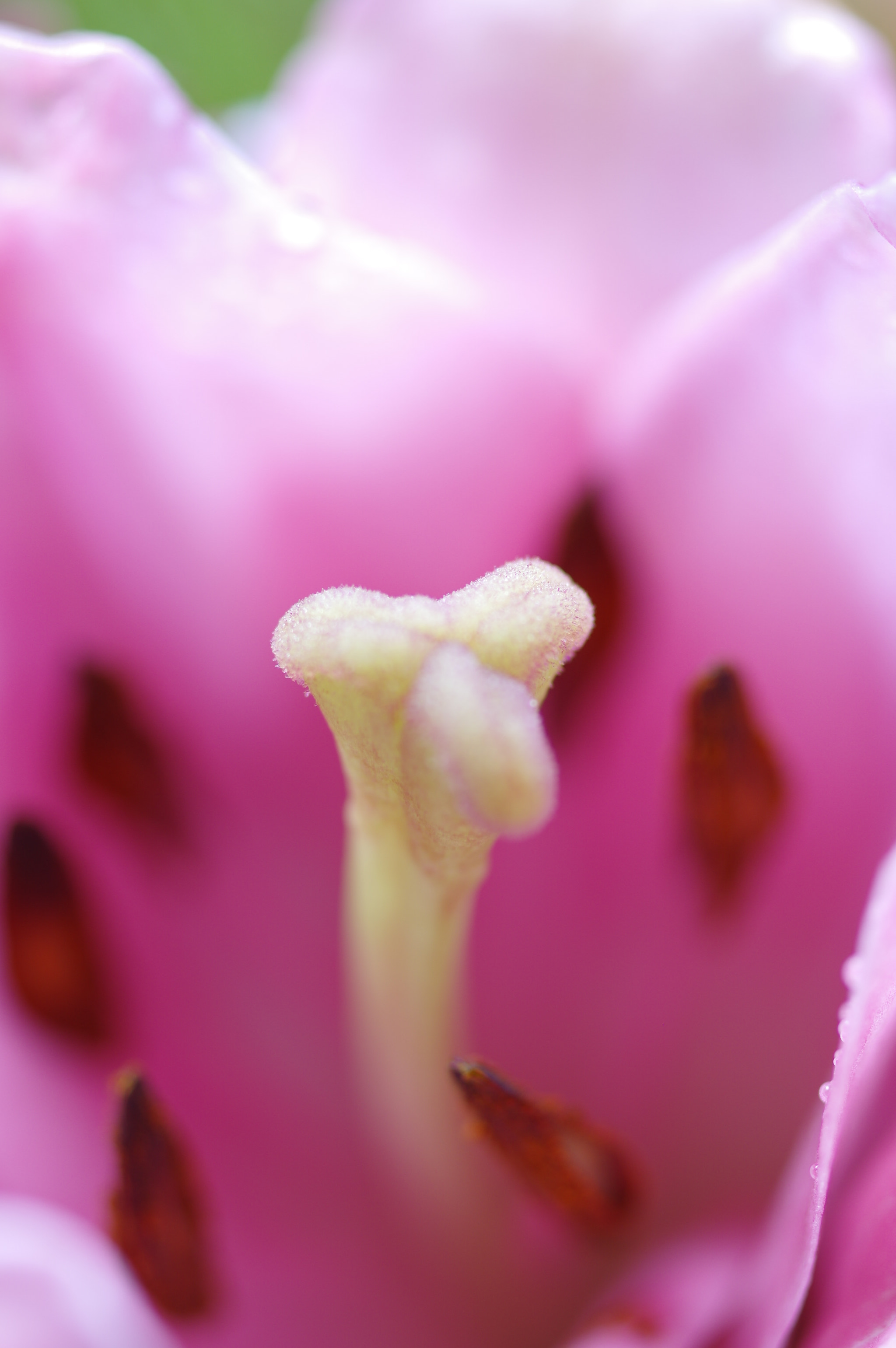 Pentax smc D-FA 50mm F2.8 Macro sample photo