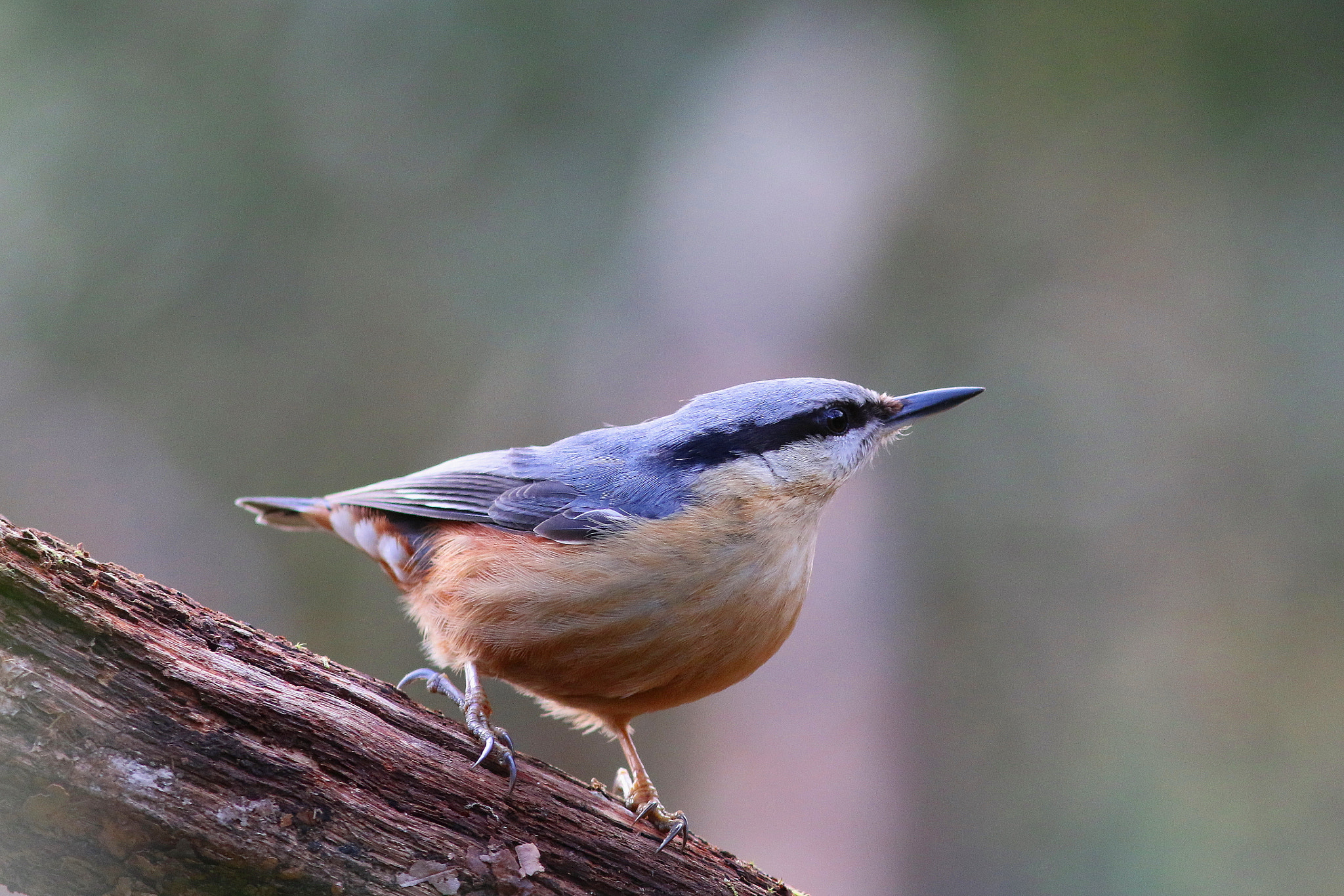 Canon EF 300mm F4L IS USM sample photo. Nuthatch photography