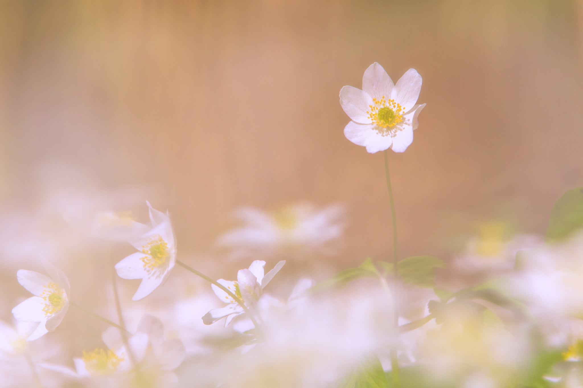 Pentax K-3 sample photo. Windflower photography