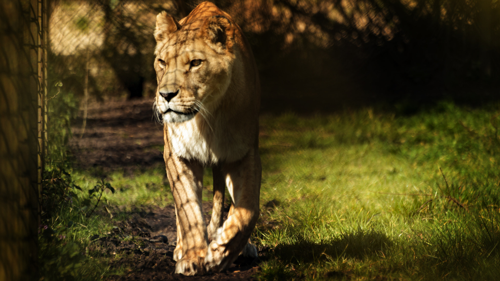 Sigma 70-300mm F4-5.6 APO DG Macro sample photo. Lion photography